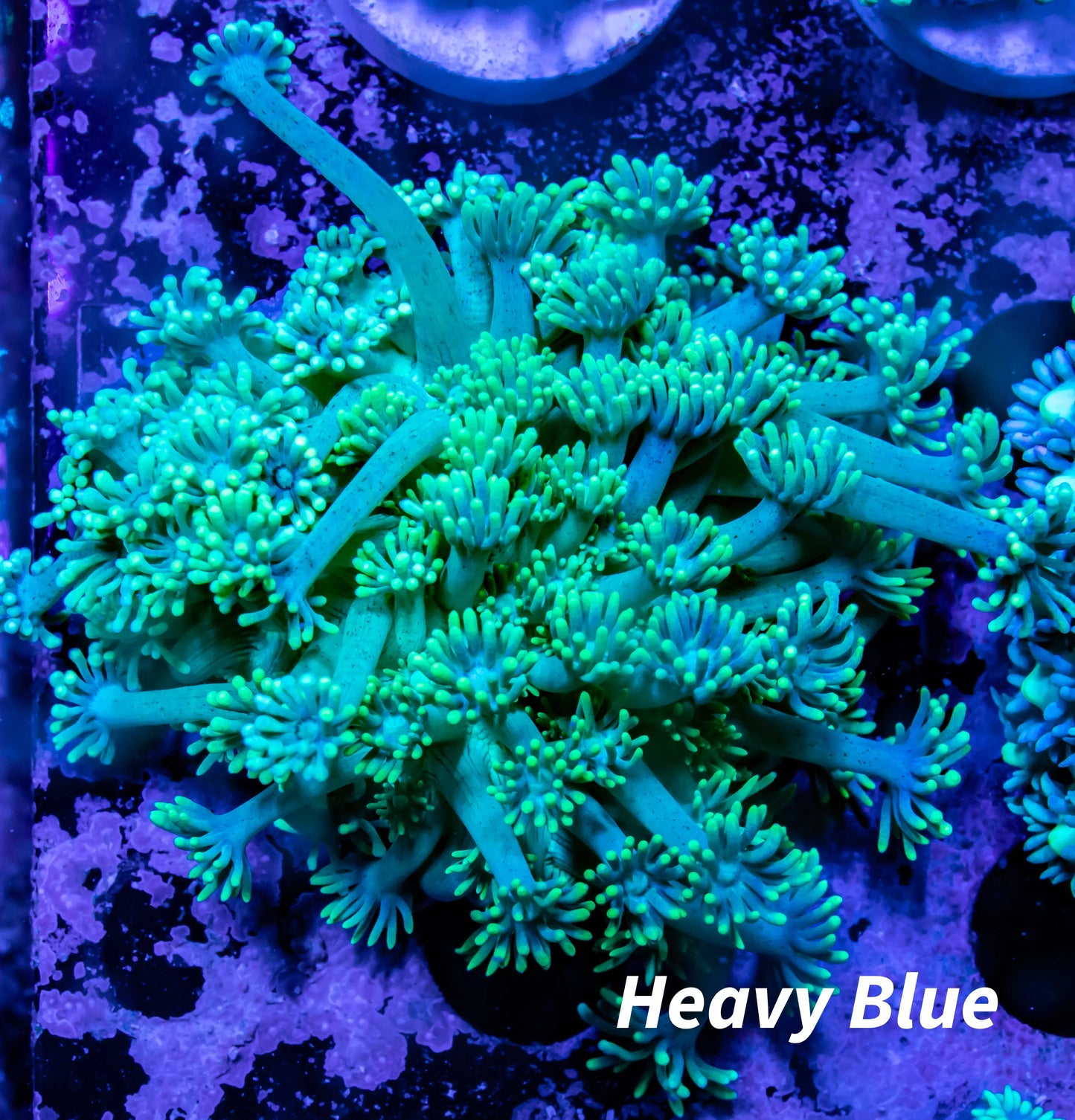 Goniopora Coral - Goni 5cm - WYSIWYG Goniopora Coral - Goni 5cm - WYSIWYG Animals & Pet Supplies Goniopora Coral - Goni 5cm - WYSIWYG Zeo Box Reef