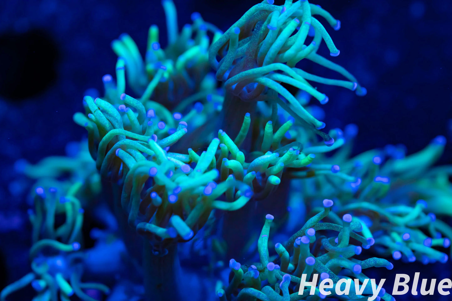 Goniopora Coral - LPS - Frag- Goni Goniopora Coral - LPS - Frag- Goni Pet Supplies Goniopora Coral - LPS - Frag- Goni Zeo Box Reef