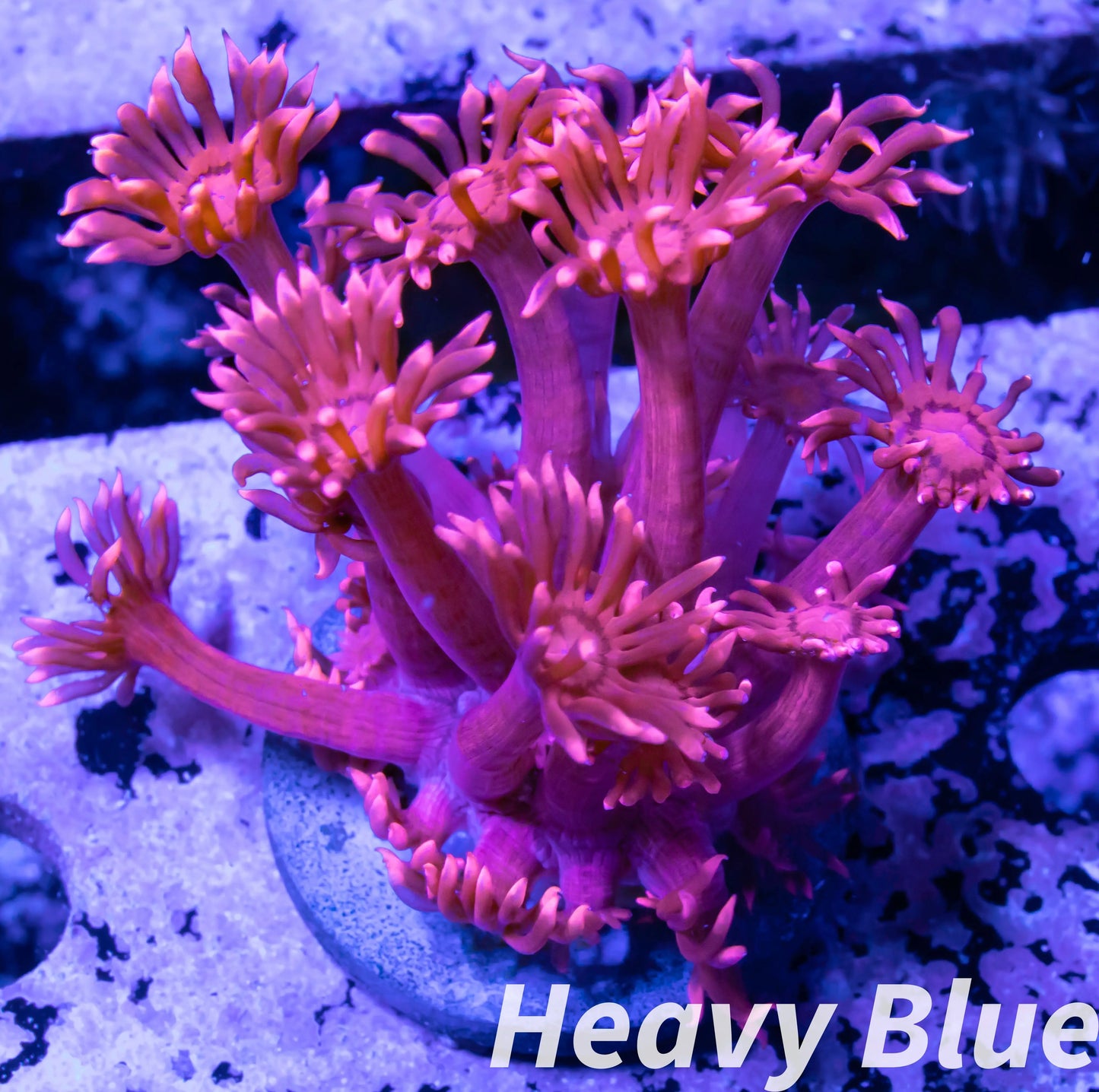 Goniopora Coral - LPS - Frag- Goni - WYSIWYG Goniopora Coral - LPS - Frag- Goni - WYSIWYG Animals & Pet Supplies Goniopora Coral - LPS - Frag- Goni - WYSIWYG Zeo Box Reef