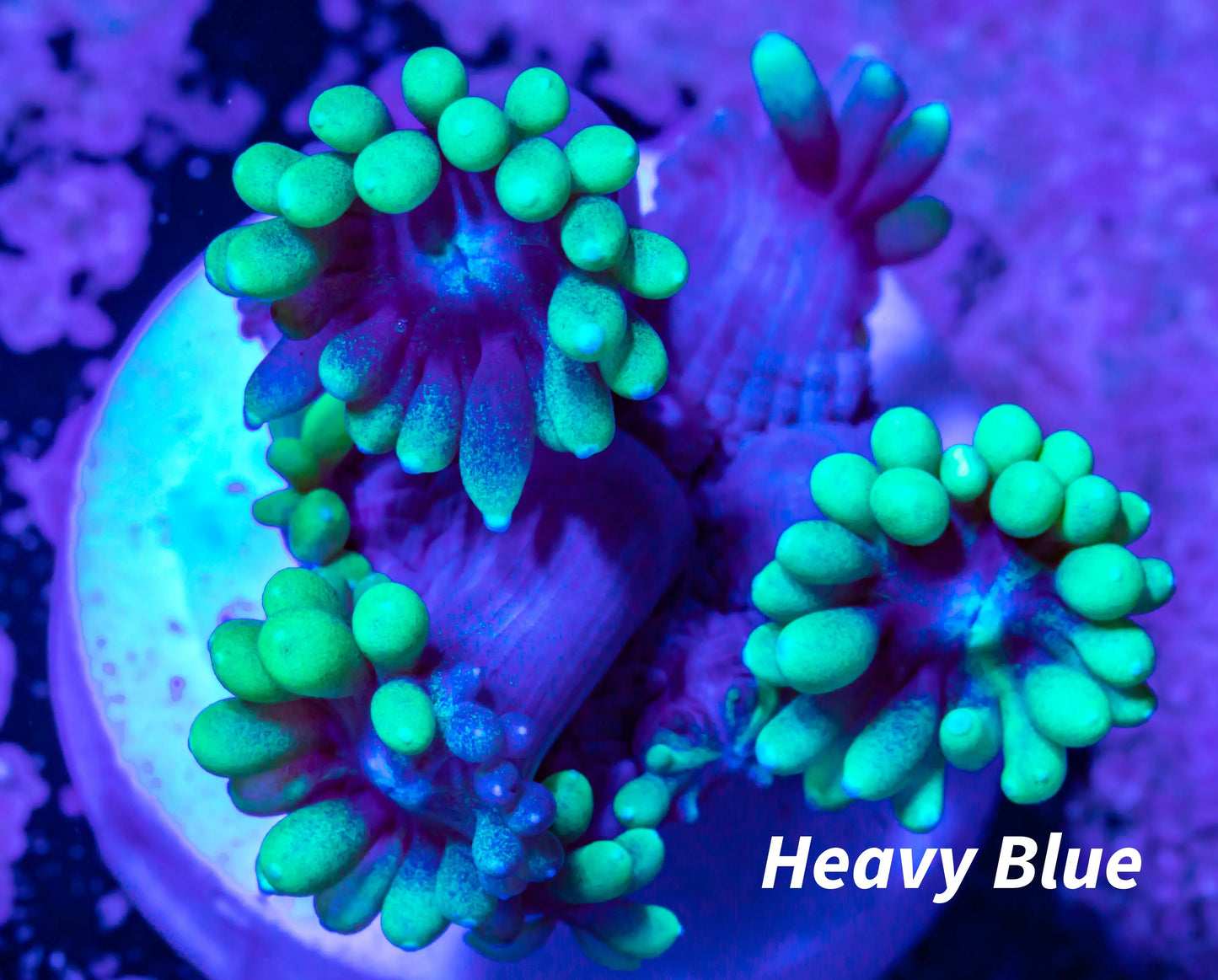 Goniopora Coral - LPS - Frag- Goni - WYSIWYG Goniopora Coral - LPS - Frag- Goni - WYSIWYG Animals & Pet Supplies Goniopora Coral - LPS - Frag- Goni - WYSIWYG Zeo Box Reef