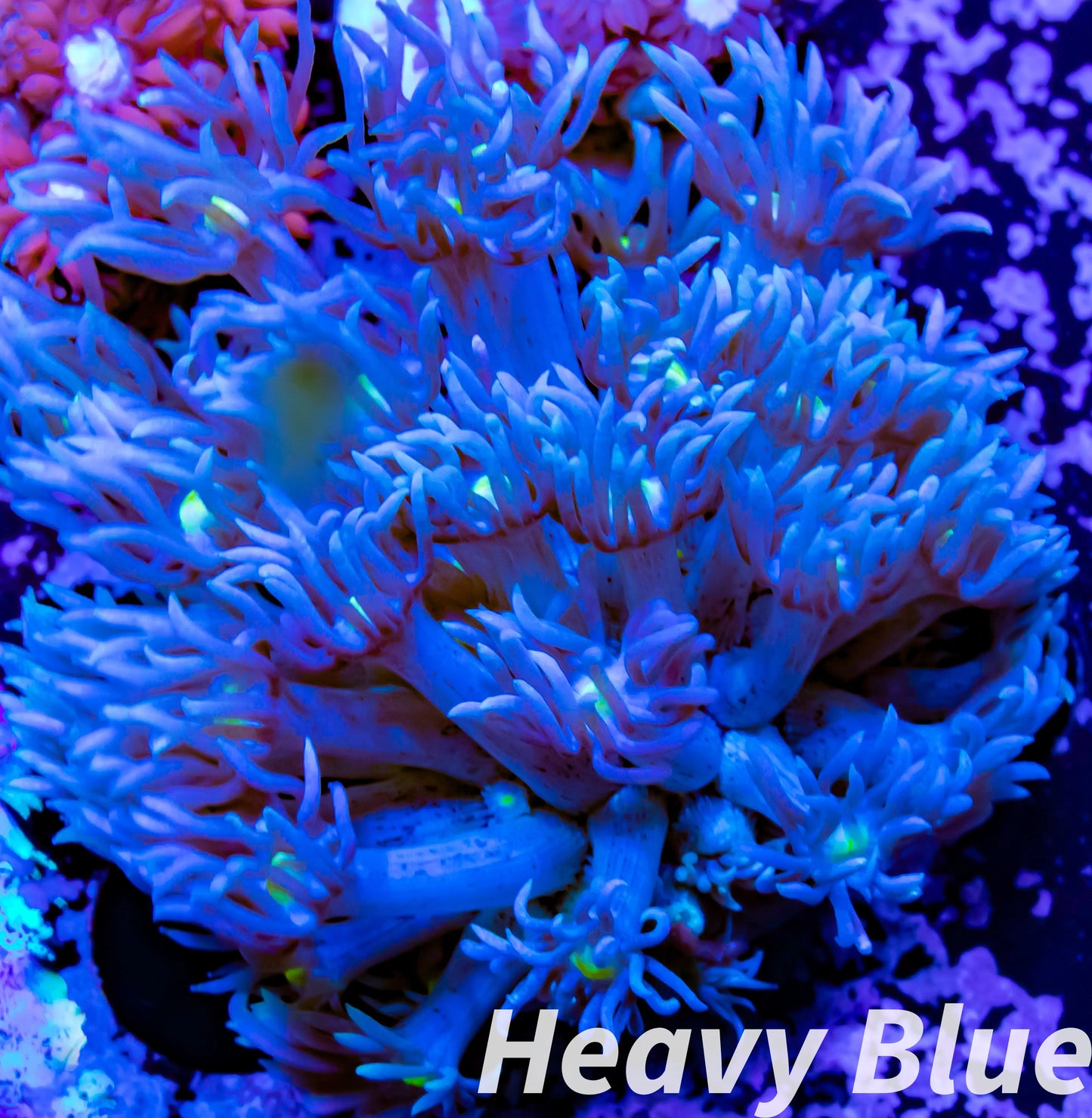 Goniopora Coral - LPS - Frag- Goni WYSIWYG Goniopora Coral - LPS - Frag- Goni WYSIWYG Animals & Pet Supplies Goniopora Coral - LPS - Frag- Goni WYSIWYG Zeo Box Reef