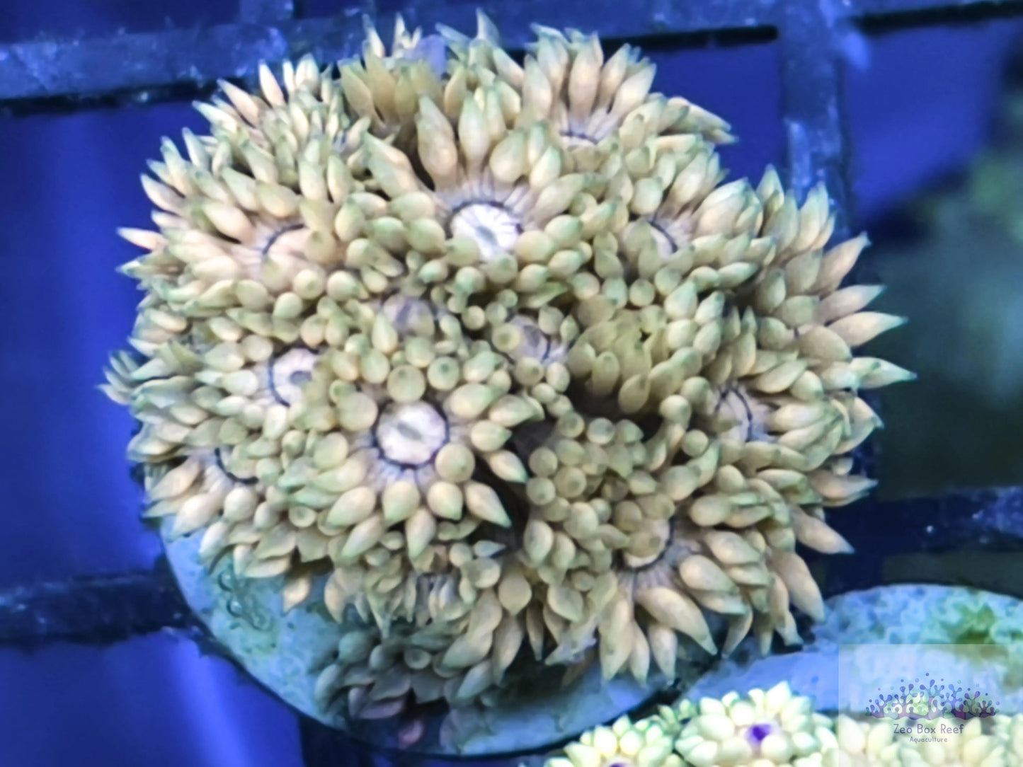 Goniopora Coral - LPS - Frag- Goni Goniopora Coral - LPS - Frag- Goni Goniopora Coral - LPS - Frag- Goni Zeo Box Reef