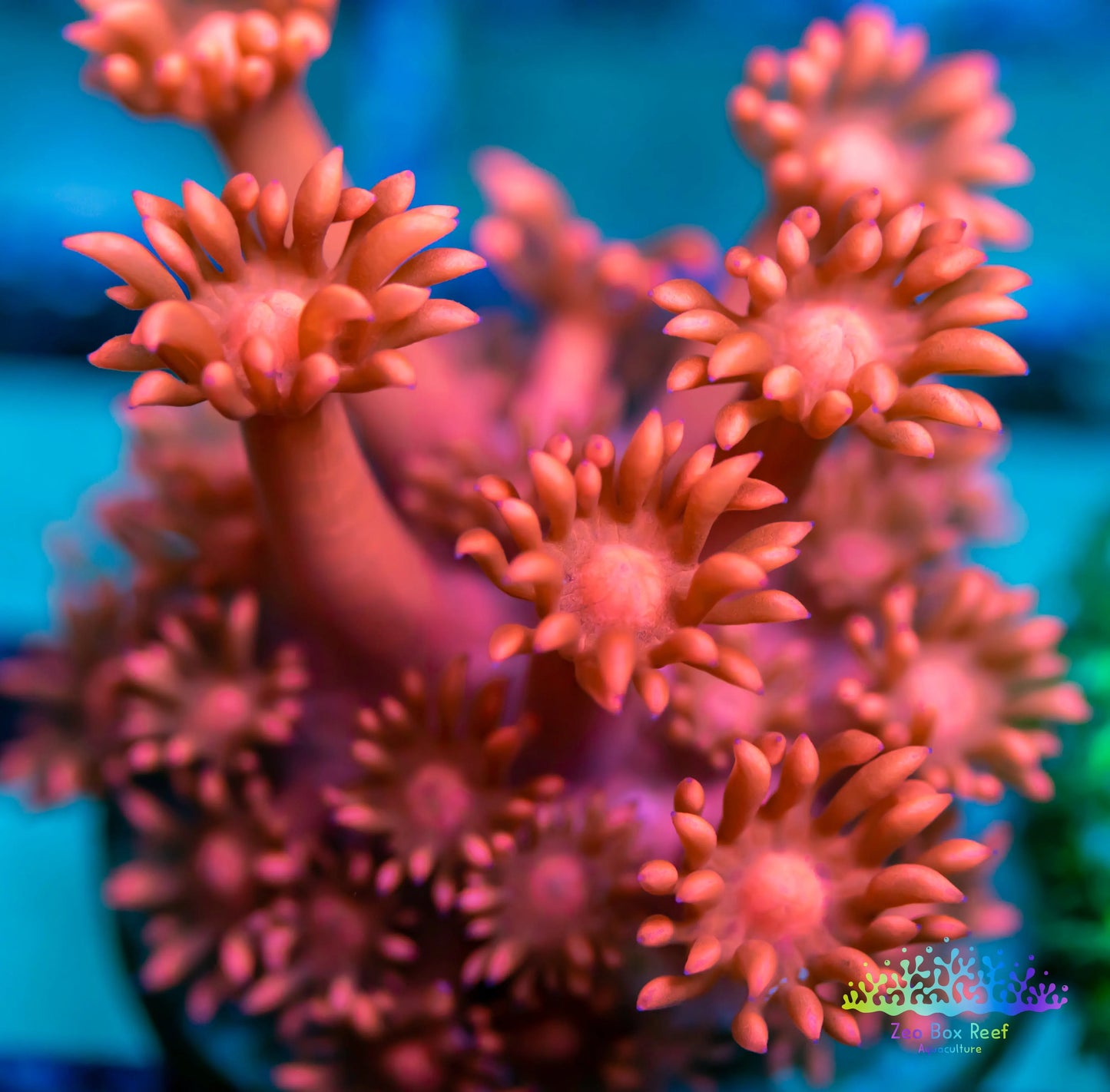 Goniopora Coral - LPS - Frag- Red Goni Goniopora Coral - LPS - Frag- Red Goni Goniopora Coral - LPS - Frag- Red Goni Zeo Box Reef