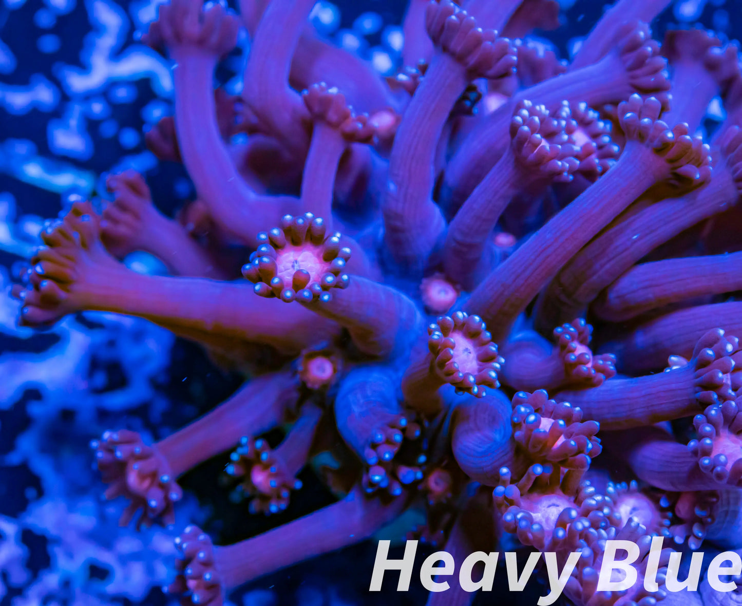 Goniopora Coral - LPS - Frag- Stars & Mars WYSIWYG Goniopora Coral - LPS - Frag- Stars & Mars WYSIWYG Animals & Pet Supplies Goniopora Coral - LPS - Frag- Stars & Mars WYSIWYG Zeo Box Reef