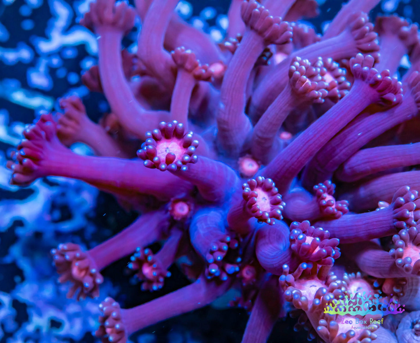 Goniopora Coral - LPS - Frag- Stars & Mars WYSIWYG Goniopora Coral - LPS - Frag- Stars & Mars WYSIWYG Animals & Pet Supplies Goniopora Coral - LPS - Frag- Stars & Mars WYSIWYG Zeo Box Reef