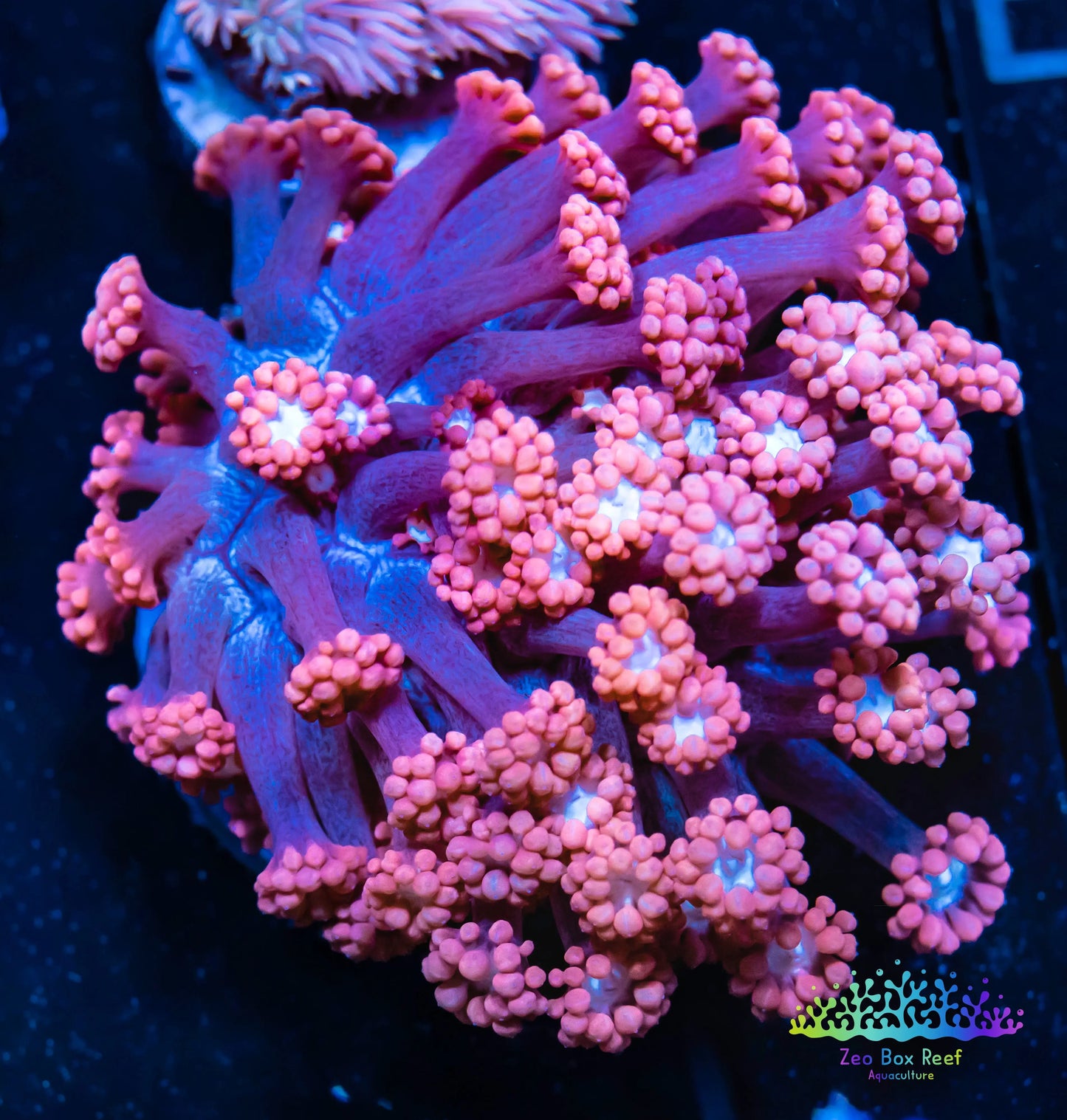 Goniopora Coral - LPS - Frag- Ultra Goni WYSIWYG Goniopora Coral - LPS - Frag- Ultra Goni WYSIWYG Home & Garden Goniopora Coral - LPS - Frag- Ultra Goni WYSIWYG Zeo Box Reef