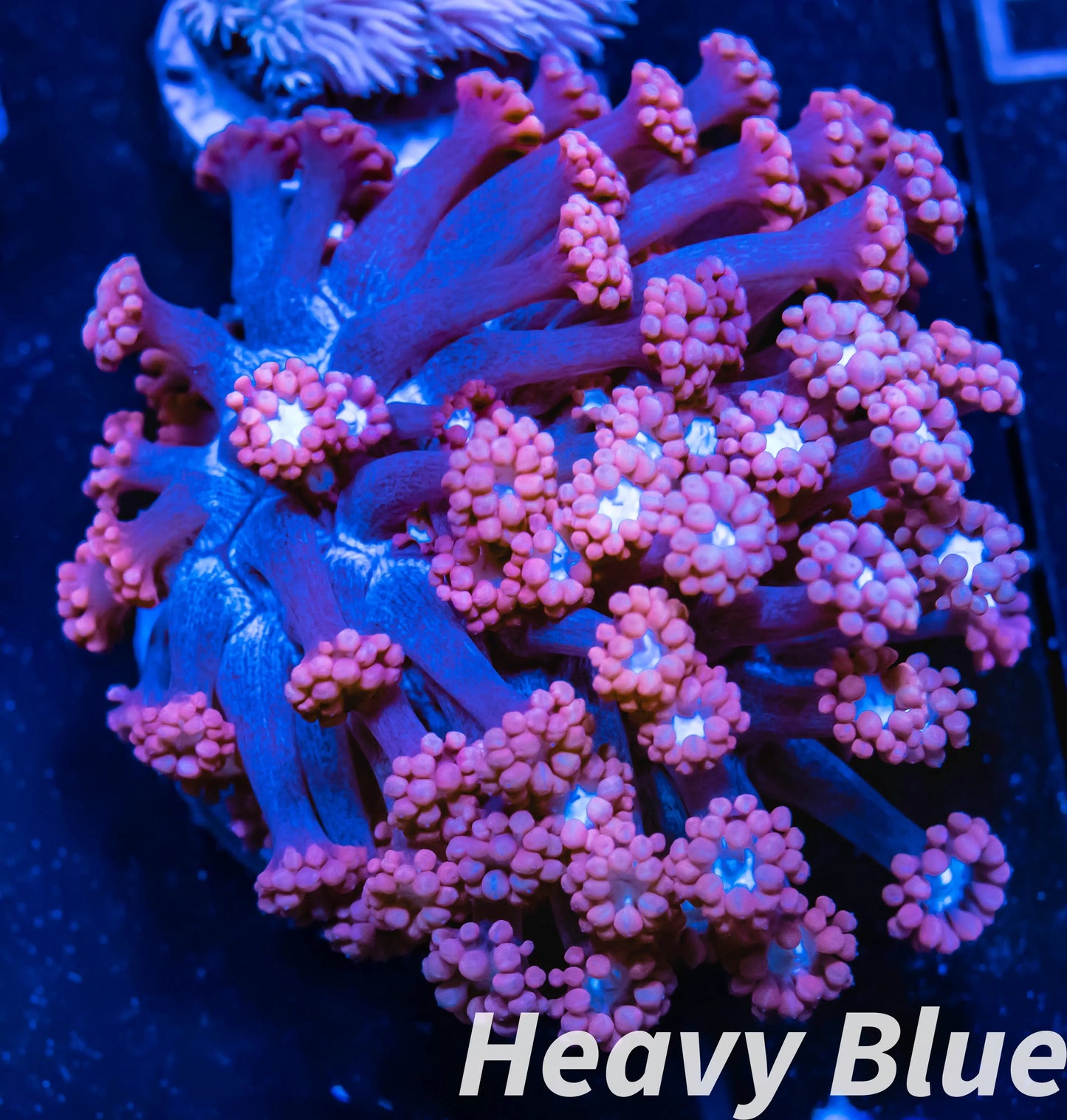 Goniopora Coral - LPS - Frag- Ultra Goni WYSIWYG Goniopora Coral - LPS - Frag- Ultra Goni WYSIWYG Home & Garden Goniopora Coral - LPS - Frag- Ultra Goni WYSIWYG Zeo Box Reef