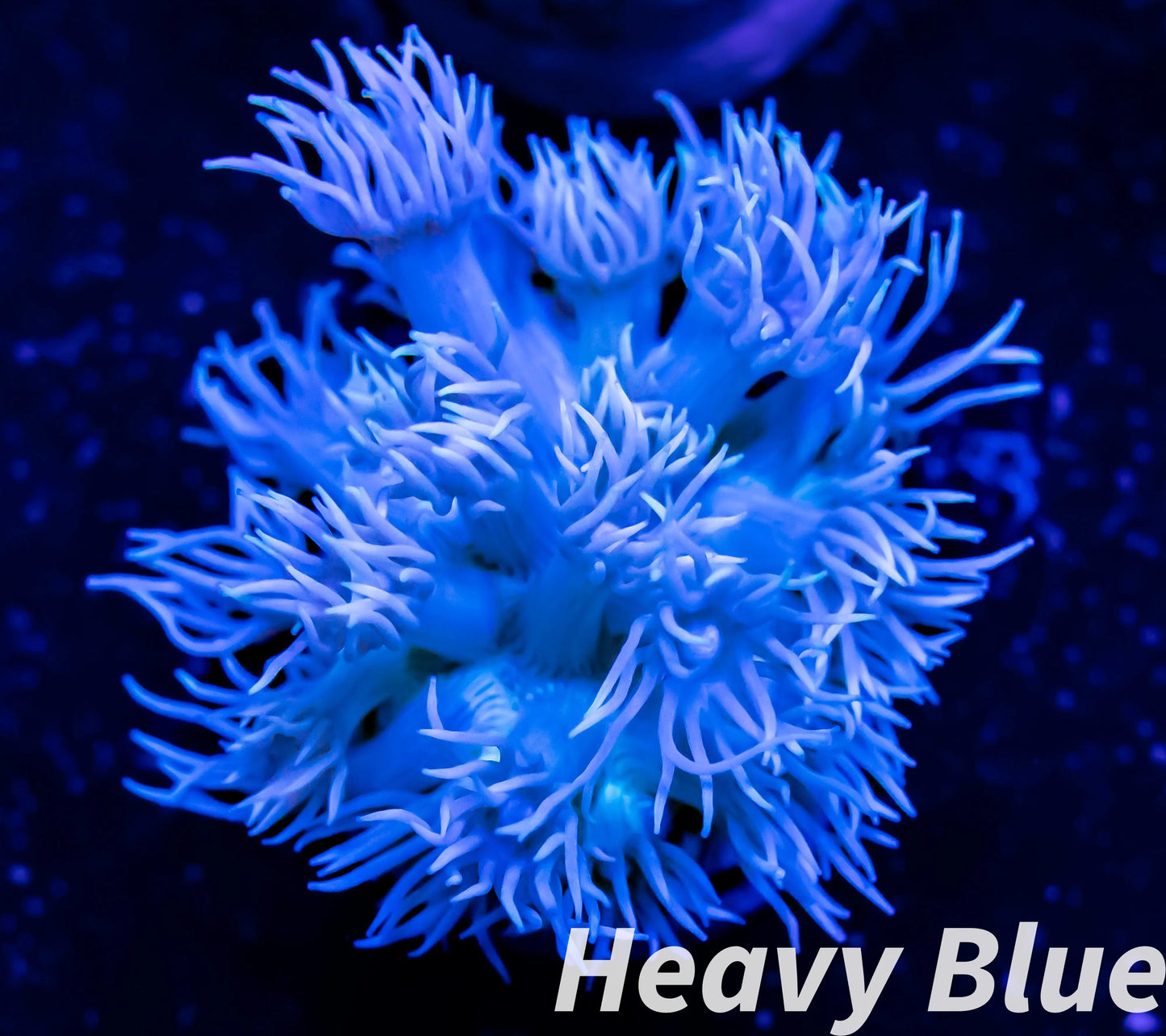 Goniopora Coral - LPS - Frag- Ultra Goni WYSIWYG Goniopora Coral - LPS - Frag- Ultra Goni WYSIWYG Animals & Pet Supplies Goniopora Coral - LPS - Frag- Ultra Goni WYSIWYG Zeo Box Reef