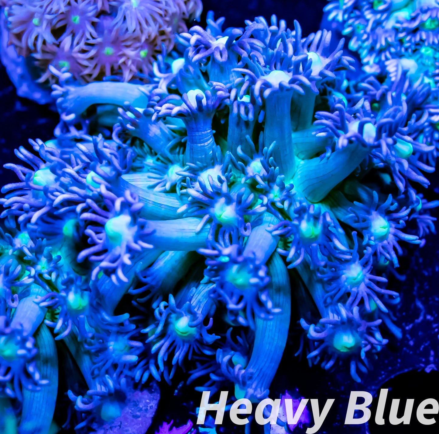 Goniopora Coral - LPS - Frag- Ultra Goni Goniopora Coral - LPS - Frag- Ultra Goni Animals & Pet Supplies Goniopora Coral - LPS - Frag- Ultra Goni Zeo Box Reef
