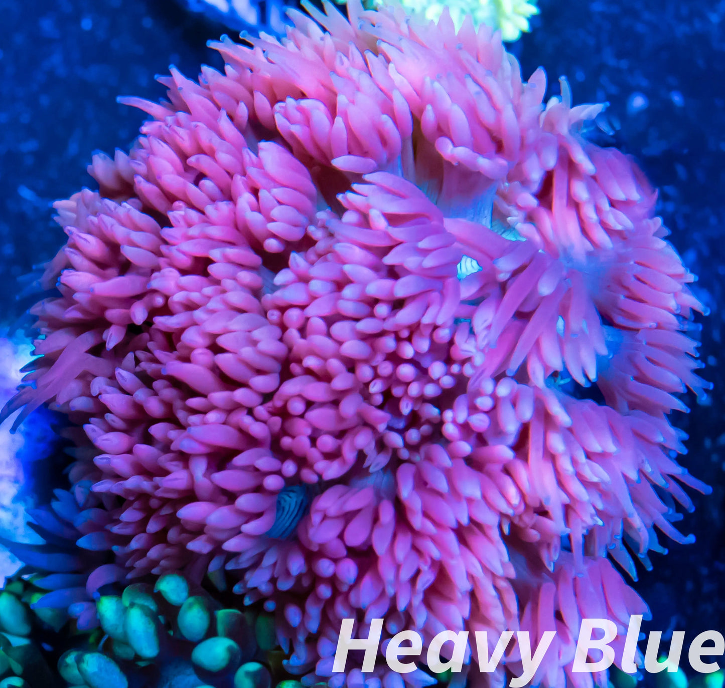 Goniopora Coral - LPS - Pink Goni Frag Goniopora Coral - LPS - Pink Goni Frag Goniopora Coral - LPS - Pink Goni Frag Zeo Box Reef