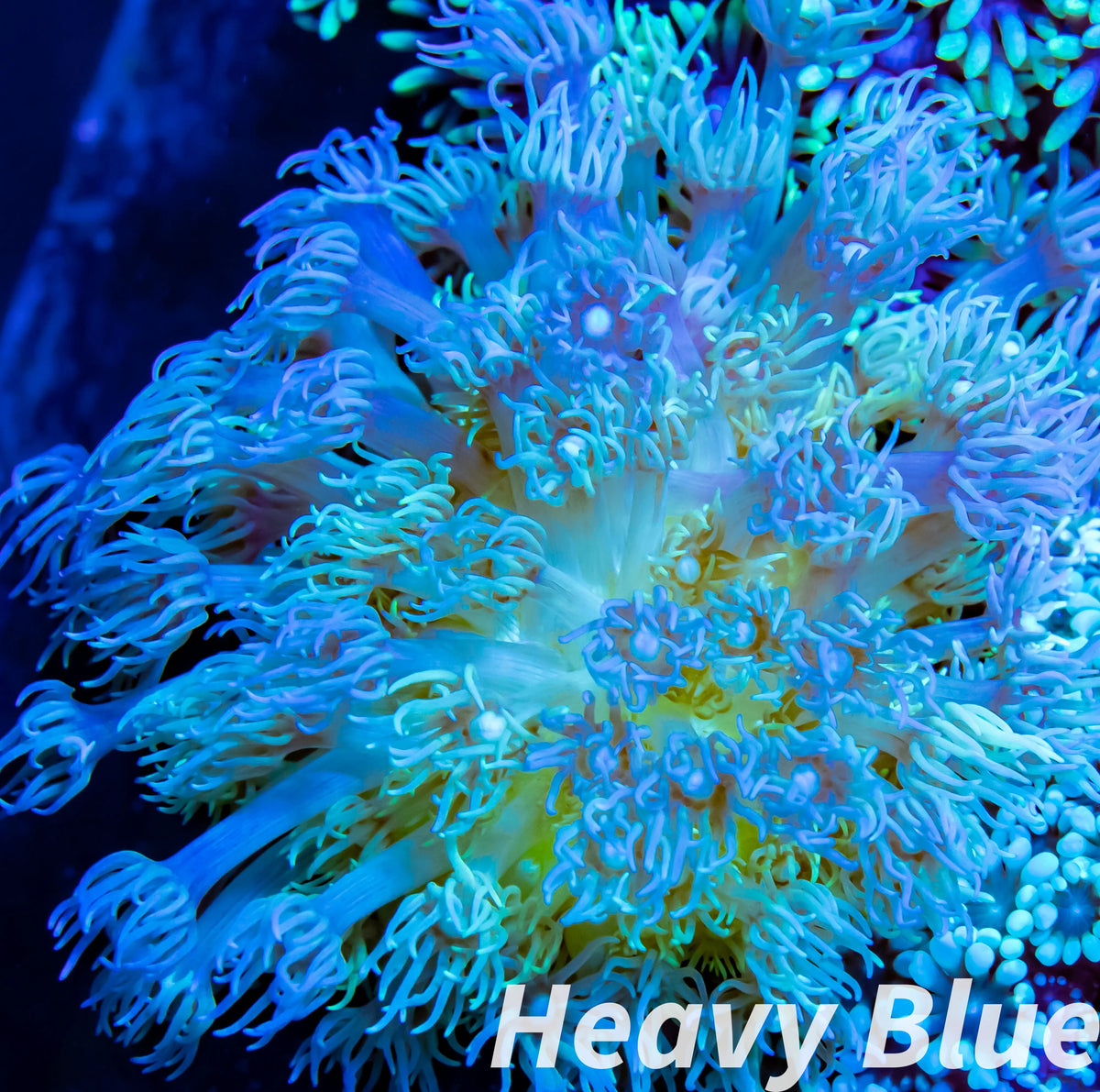 Goniopora Coral - LPS - Ultra Goni 3cm Goniopora Coral - LPS - Ultra Goni 3cm Animals & Pet Supplies Goniopora Coral - LPS - Ultra Goni 3cm Zeo Box Reef