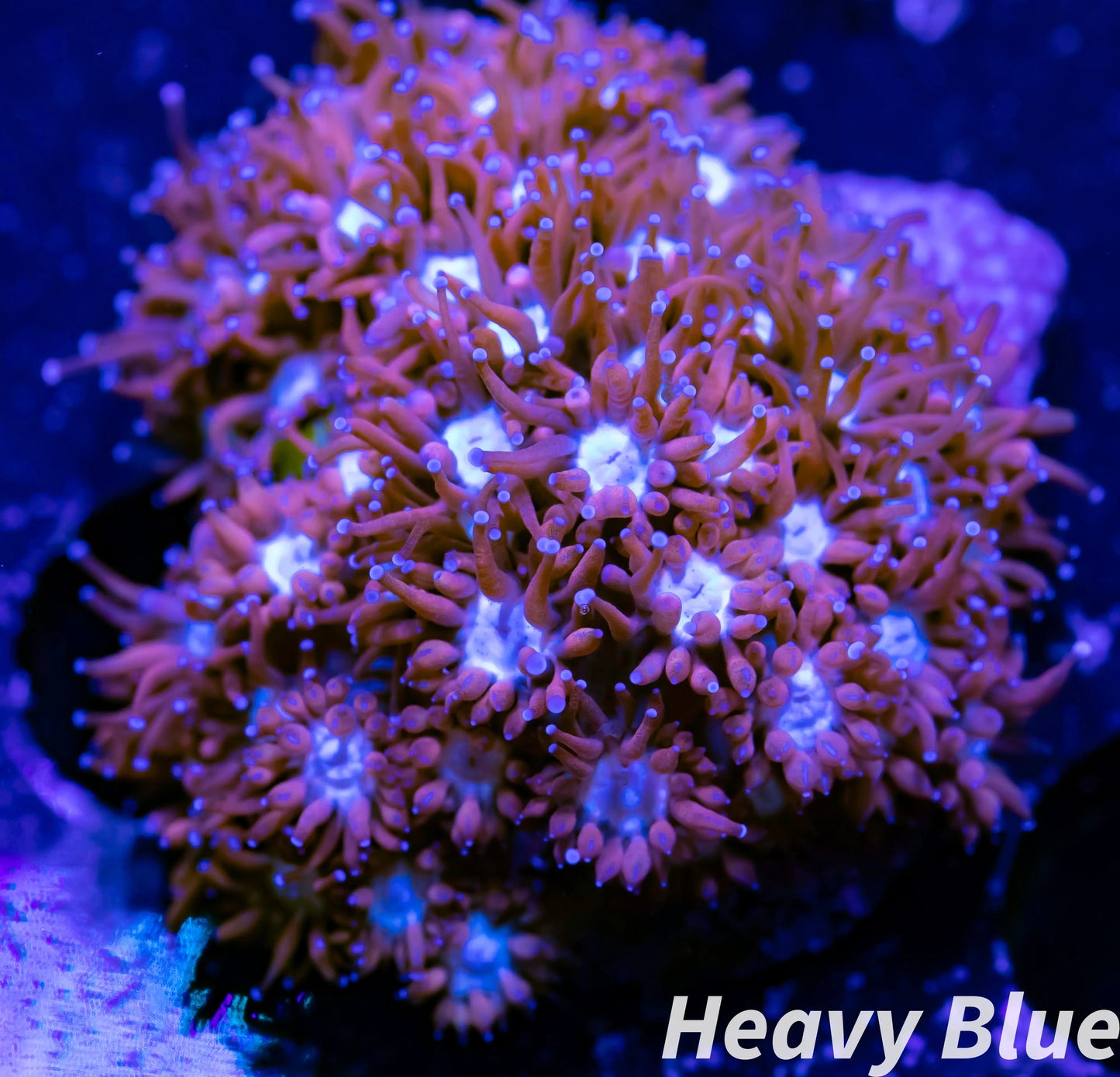 Goniopora Coral - LPS -2x2cm Goni Frag WYSYWYG Goniopora Coral - LPS -2x2cm Goni Frag WYSYWYG Apparel & Accessories Goniopora Coral - LPS -2x2cm Goni Frag WYSYWYG Zeo Box Reef