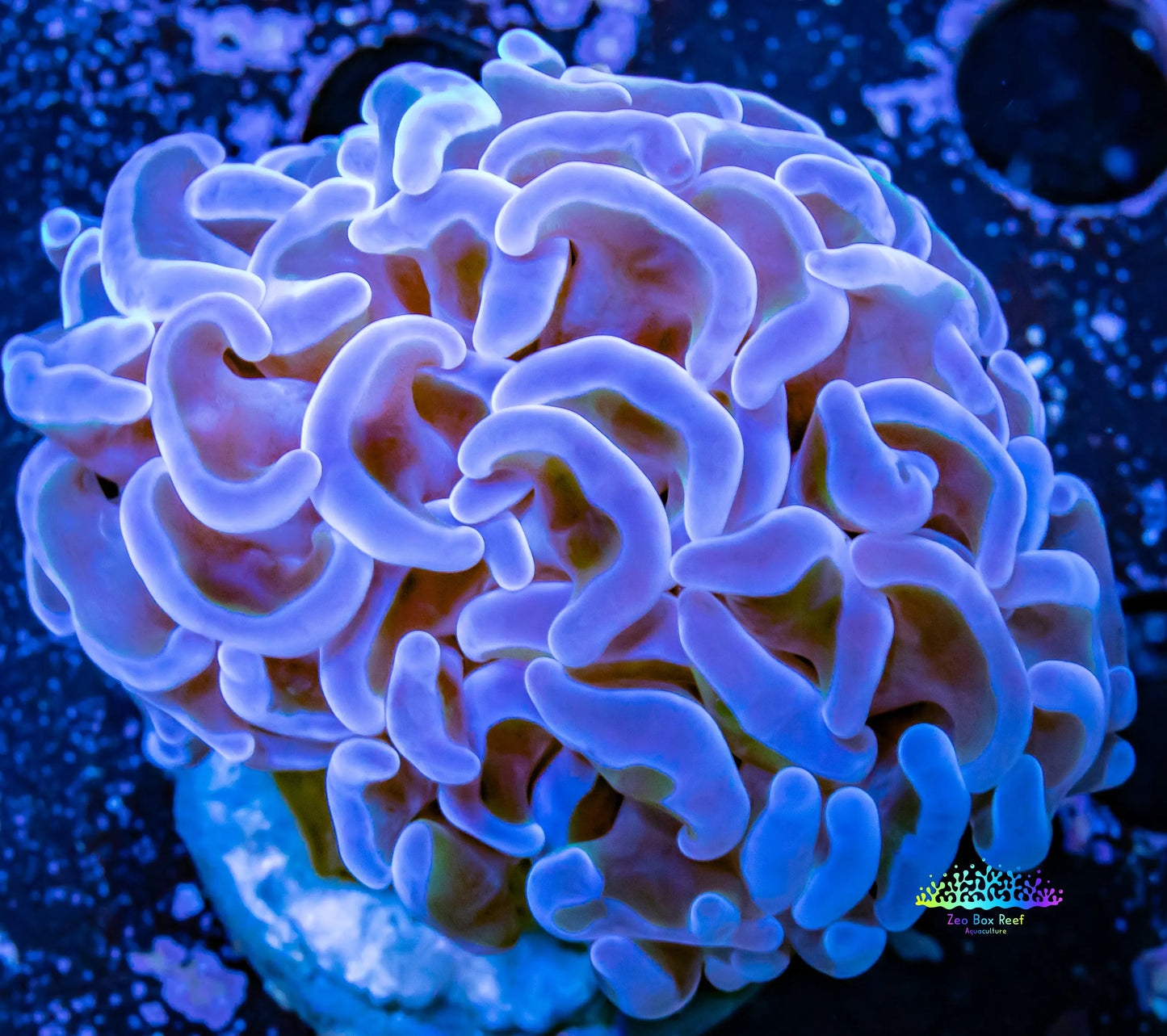 Hammer Coral WYSIWYG 5cm Hammer Coral WYSIWYG 5cm Aquarium Decor Hammer Coral WYSIWYG 5cm Zeo Box Reef