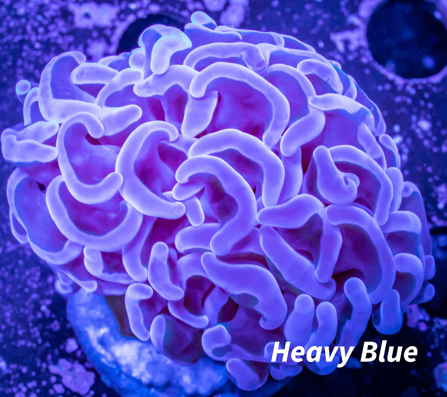 Hammer Coral WYSIWYG 5cm Hammer Coral WYSIWYG 5cm Aquarium Decor Hammer Coral WYSIWYG 5cm Zeo Box Reef