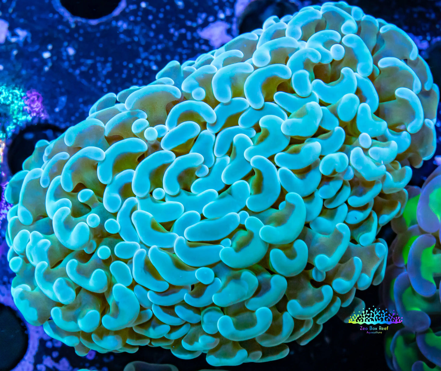 Hammer Coral WYSIWYG 5cm Hammer Coral WYSIWYG 5cm Aquarium Decor Hammer Coral WYSIWYG 5cm Zeo Box Reef