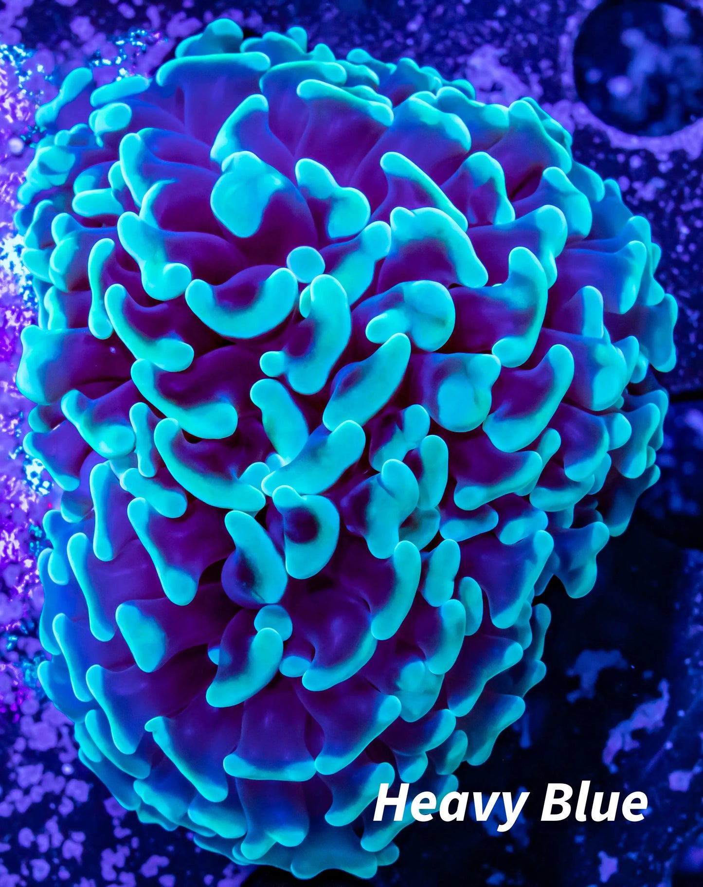 Hammer Coral WYSIWYG 5cm Hammer Coral WYSIWYG 5cm Aquarium Decor Hammer Coral WYSIWYG 5cm Zeo Box Reef
