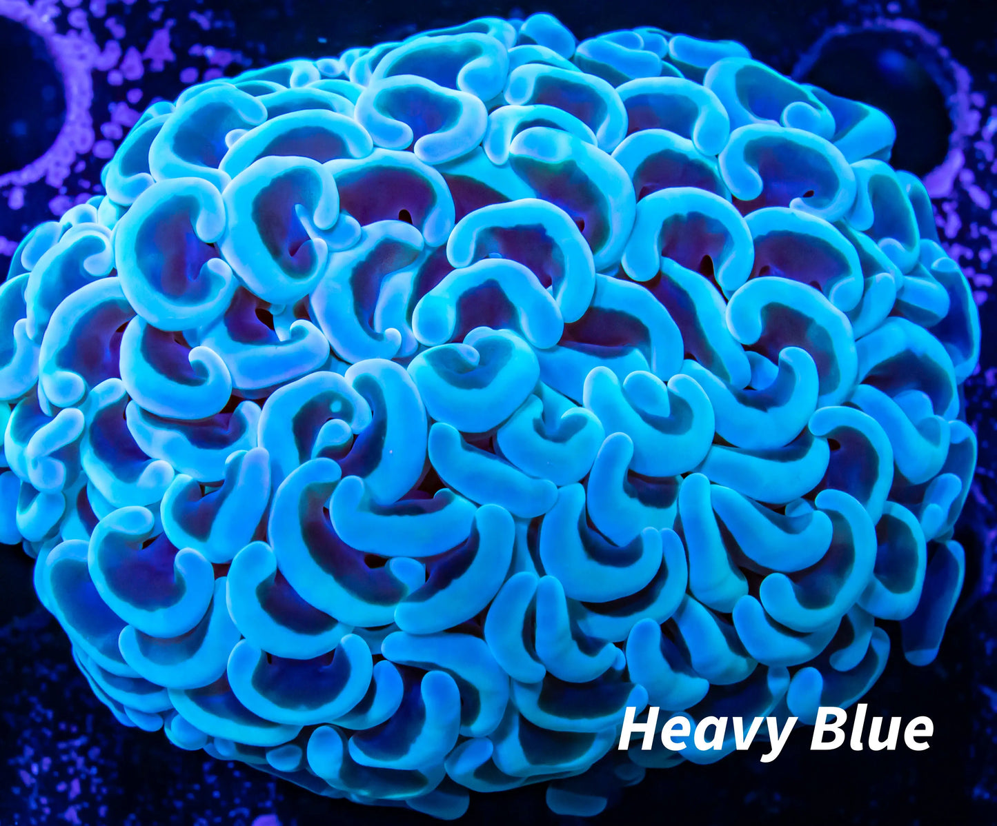 Hammer Coral WYSIWYG 5cm Hammer Coral WYSIWYG 5cm Aquarium Decor Hammer Coral WYSIWYG 5cm Zeo Box Reef