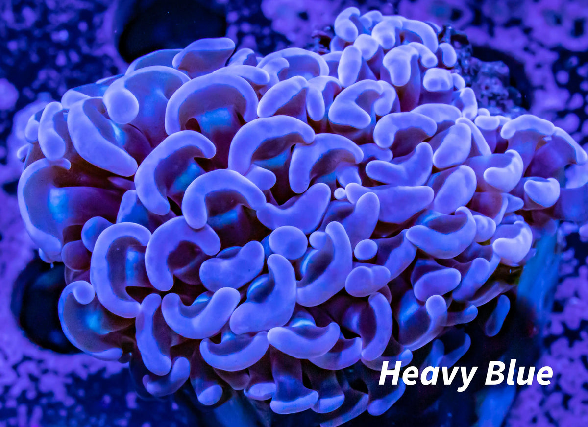 Hammer Coral WYSIWYG 5cm Hammer Coral WYSIWYG 5cm Aquarium Decor Hammer Coral WYSIWYG 5cm Zeo Box Reef