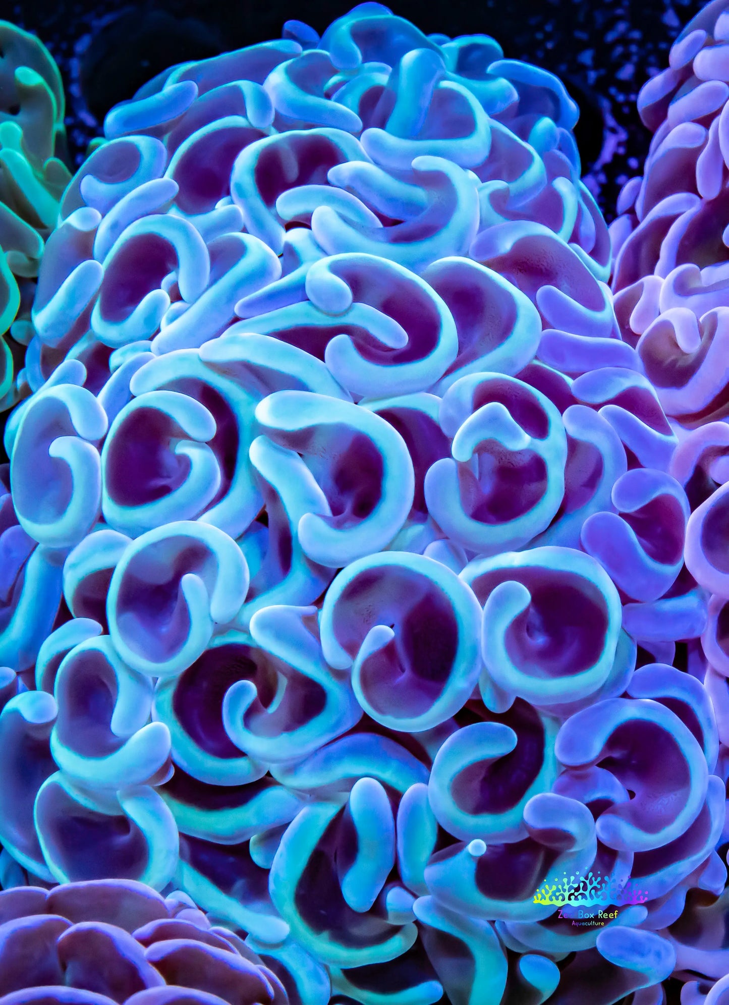 Hammer Coral WYSIWYG 6cm Hammer Coral WYSIWYG 6cm Aquarium Decor Hammer Coral WYSIWYG 6cm Zeo Box Reef