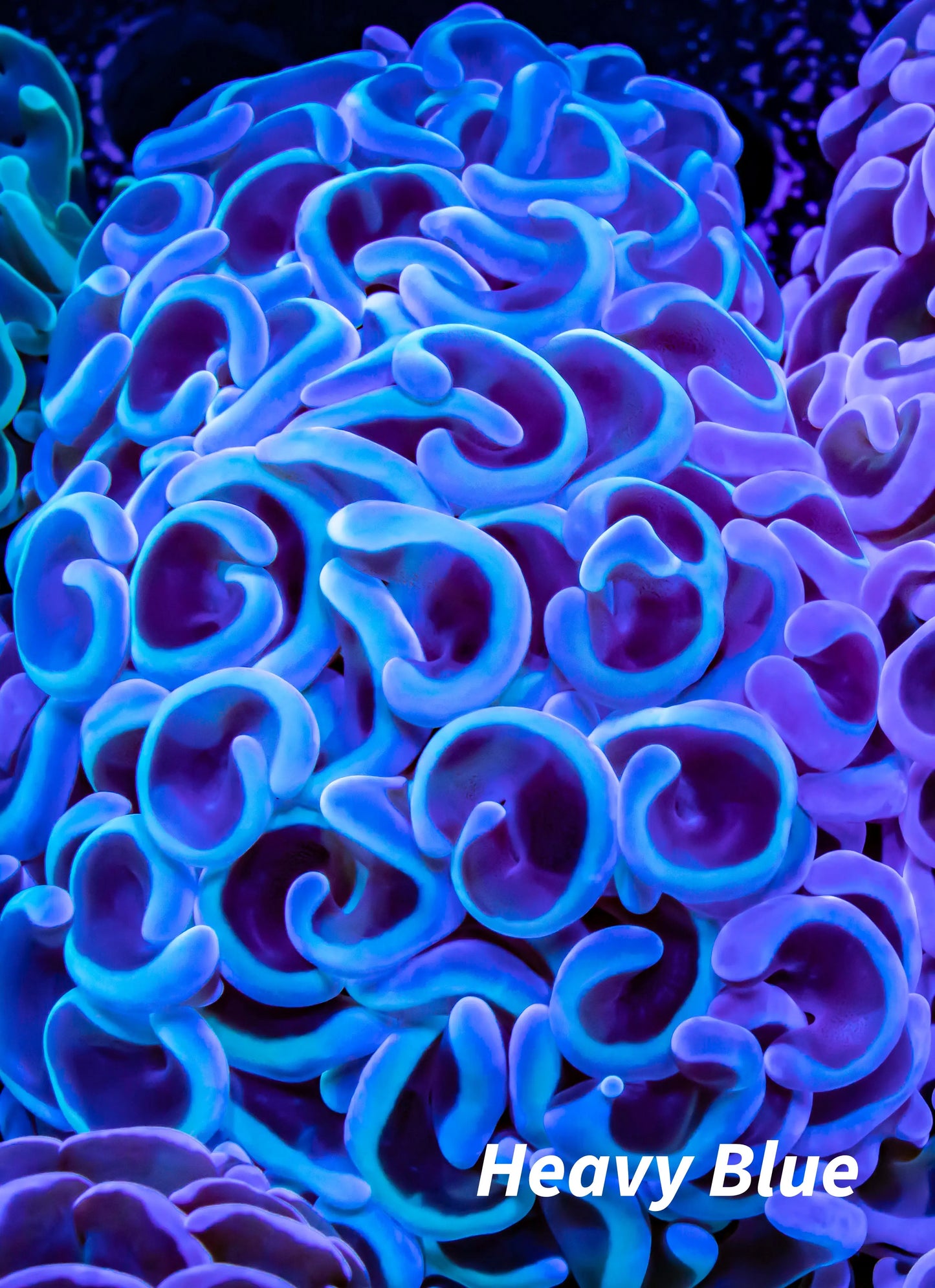 Hammer Coral WYSIWYG 6cm Hammer Coral WYSIWYG 6cm Aquarium Decor Hammer Coral WYSIWYG 6cm Zeo Box Reef
