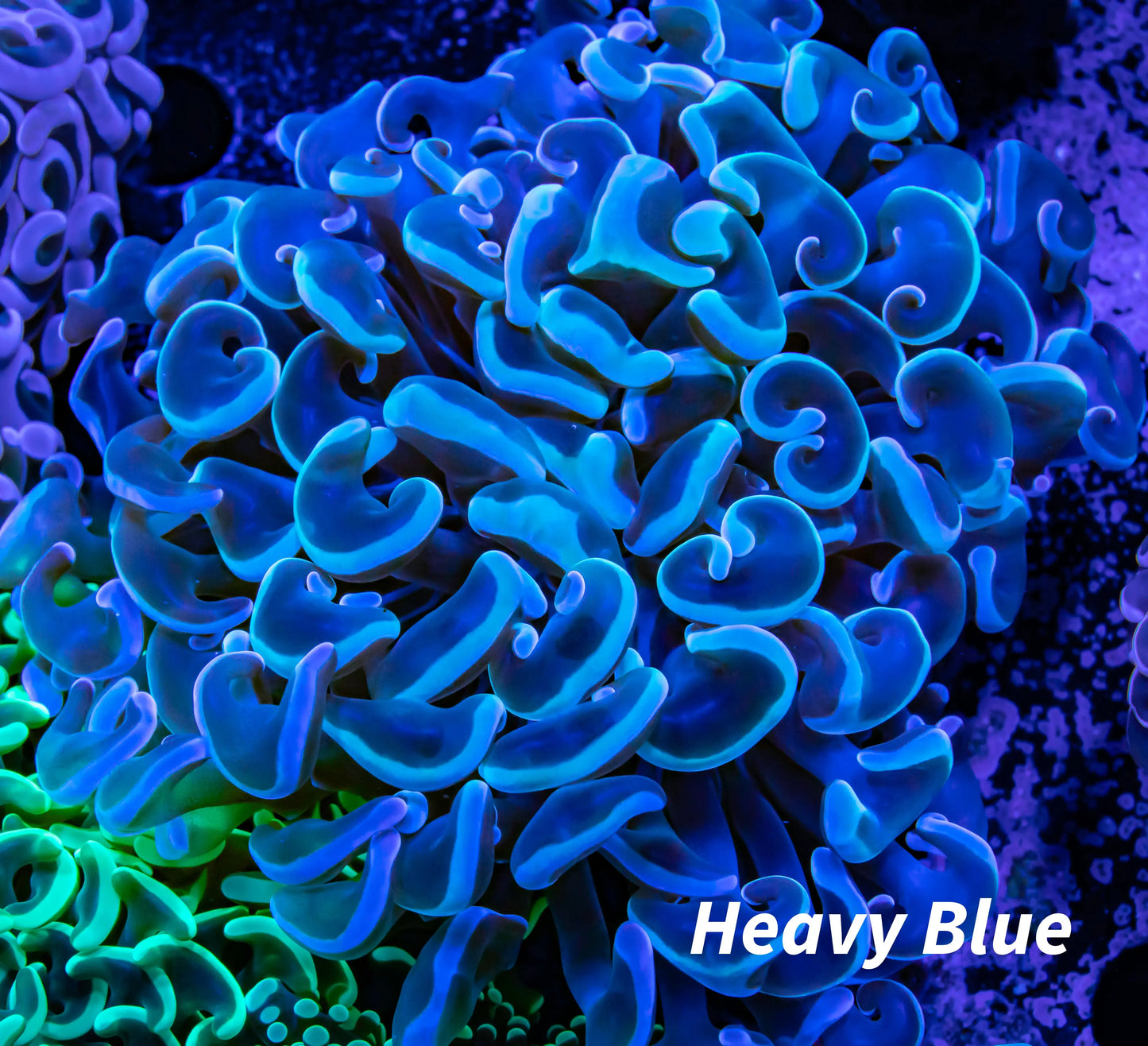 Hammer Coral WYSIWYG 6cm Hammer Coral WYSIWYG 6cm Aquarium Decor Hammer Coral WYSIWYG 6cm Zeo Box Reef