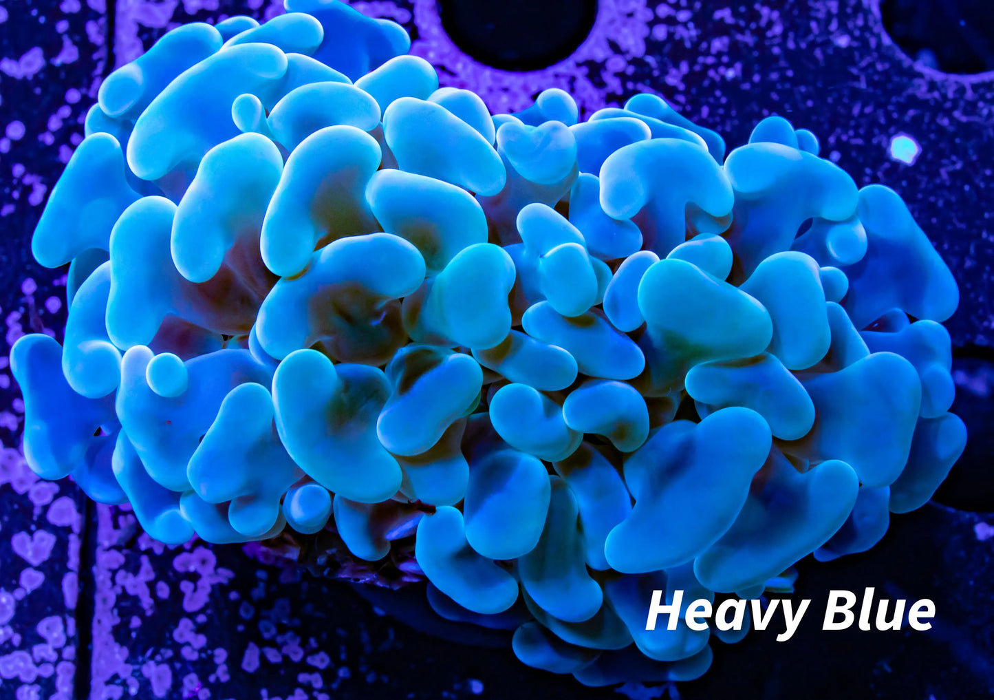 Jelly Bean Hammer Coral WYSIWYG 5cm Jelly Bean Hammer Coral WYSIWYG 5cm Aquarium Decor Jelly Bean Hammer Coral WYSIWYG 5cm Zeo Box Reef