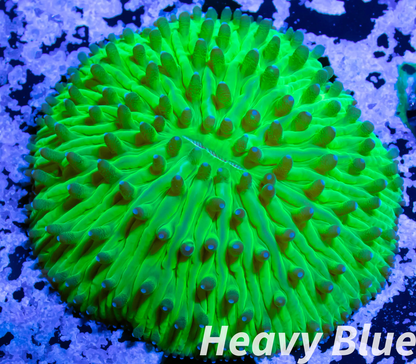 LPS - Disc Coral- Fungia WYSIWYG 3cm LPS - Disc Coral- Fungia WYSIWYG 3cm LPS LPS - Disc Coral- Fungia WYSIWYG 3cm Zeo Box Reef