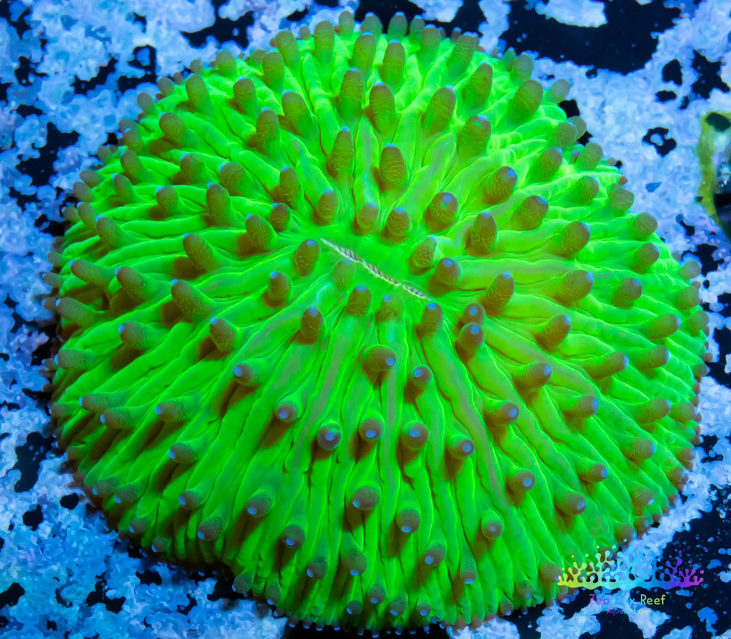 LPS - Disc Coral- Fungia WYSIWYG 3cm LPS - Disc Coral- Fungia WYSIWYG 3cm LPS LPS - Disc Coral- Fungia WYSIWYG 3cm Zeo Box Reef