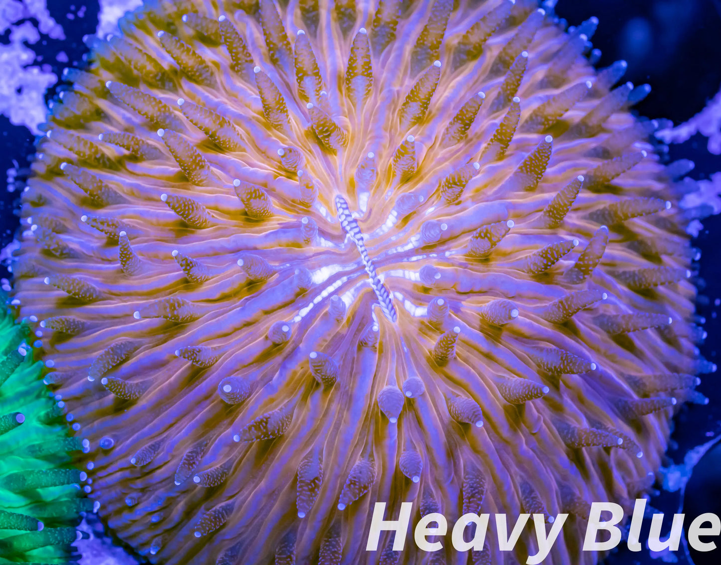 LPS - Disc Coral- Fungia WYSIWYG 3cm LPS - Disc Coral- Fungia WYSIWYG 3cm LPS LPS - Disc Coral- Fungia WYSIWYG 3cm Zeo Box Reef