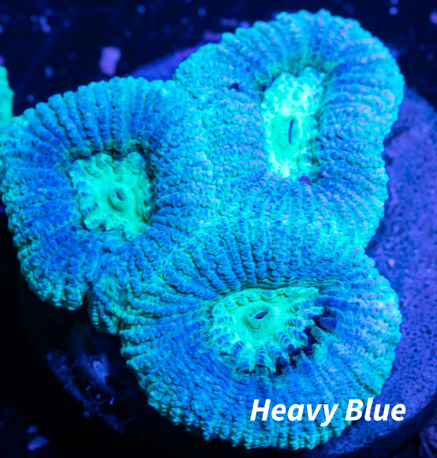 LPS- Favia Coral- LPS- Favia Frag LPS- Favia Coral- LPS- Favia Frag Aquarium Decor LPS- Favia Coral- LPS- Favia Frag Zeo Box Reef