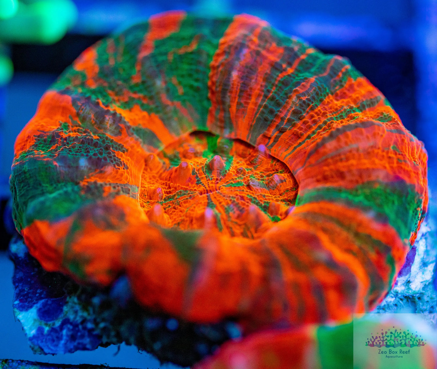 LPS - Scolymia Australis- Ultra War paint Scoly Coral LPS - Scolymia Australis- Ultra War paint Scoly Coral LPS LPS - Scolymia Australis- Ultra War paint Scoly Coral Zeo Box Reef