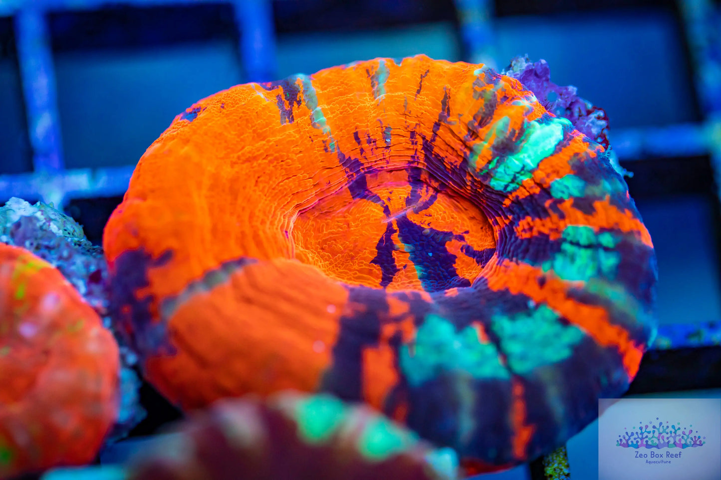 LPS - Scolymia Australis- Ultra War paint Scoly Coral LPS - Scolymia Australis- Ultra War paint Scoly Coral LPS LPS - Scolymia Australis- Ultra War paint Scoly Coral Zeo Box Reef