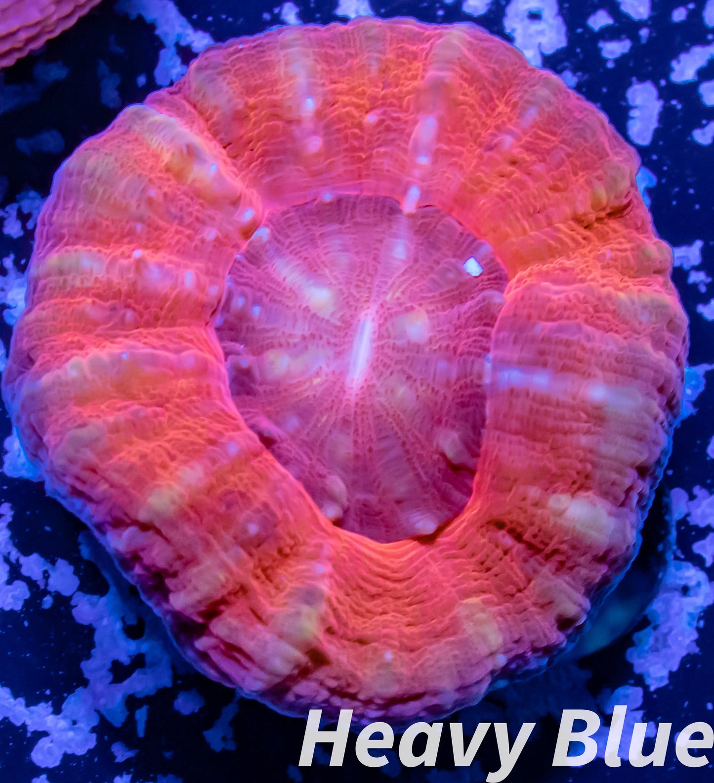 LPS - Scolymia Australis- WYSIWYG Scoly Coral 2.5cm LPS - Scolymia Australis- WYSIWYG Scoly Coral 2.5cm LPS LPS - Scolymia Australis- WYSIWYG Scoly Coral 2.5cm Zeo Box Reef