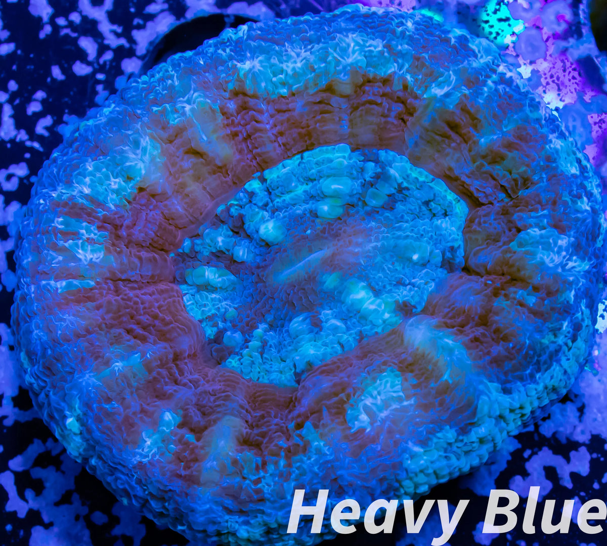 LPS - Scolymia Australis- WYSIWYG Scoly Coral 3cm LPS - Scolymia Australis- WYSIWYG Scoly Coral 3cm LPS LPS - Scolymia Australis- WYSIWYG Scoly Coral 3cm Zeo Box Reef