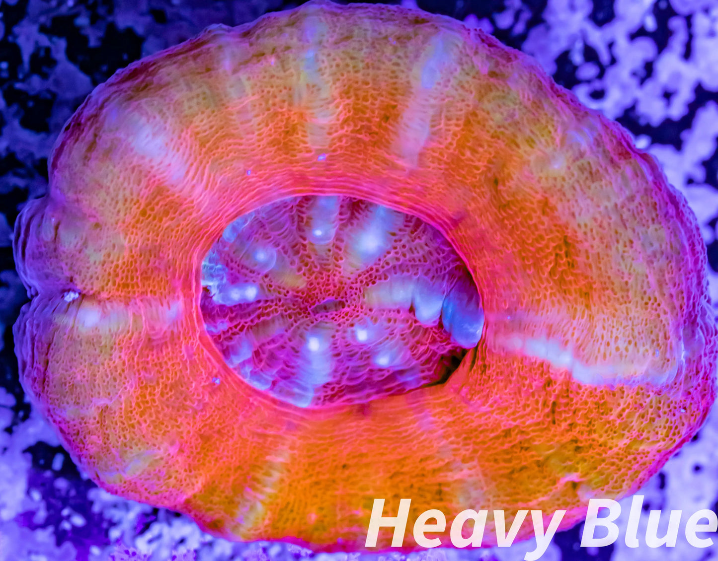 LPS - Scolymia Australis- WYSIWYG Scoly Coral 3cm LPS - Scolymia Australis- WYSIWYG Scoly Coral 3cm LPS LPS - Scolymia Australis- WYSIWYG Scoly Coral 3cm Zeo Box Reef