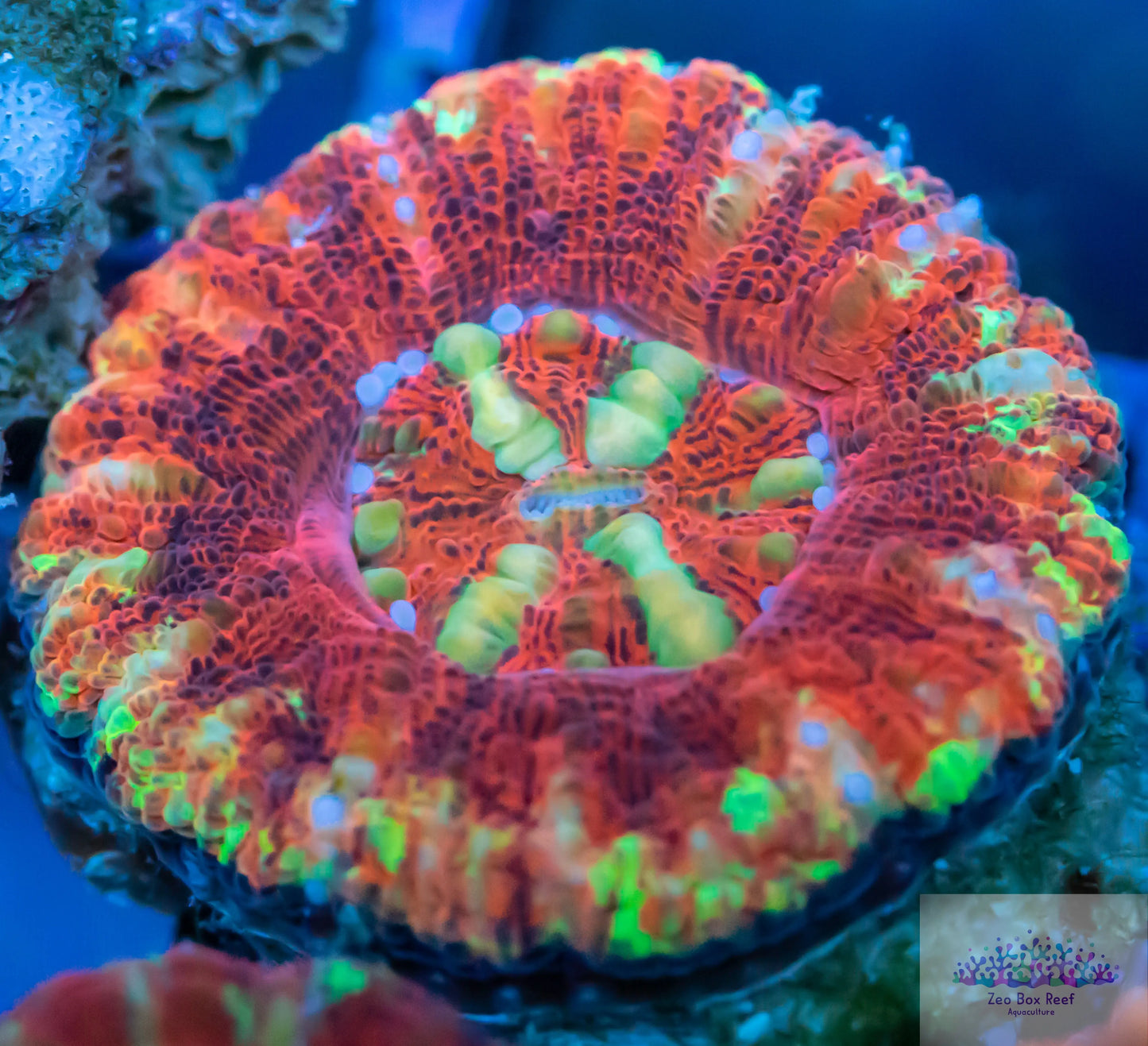 LPS - WA Ultra Button Scolymia LPS - WA Ultra Button Scolymia LPS LPS - WA Ultra Button Scolymia Zeo Box Reef
