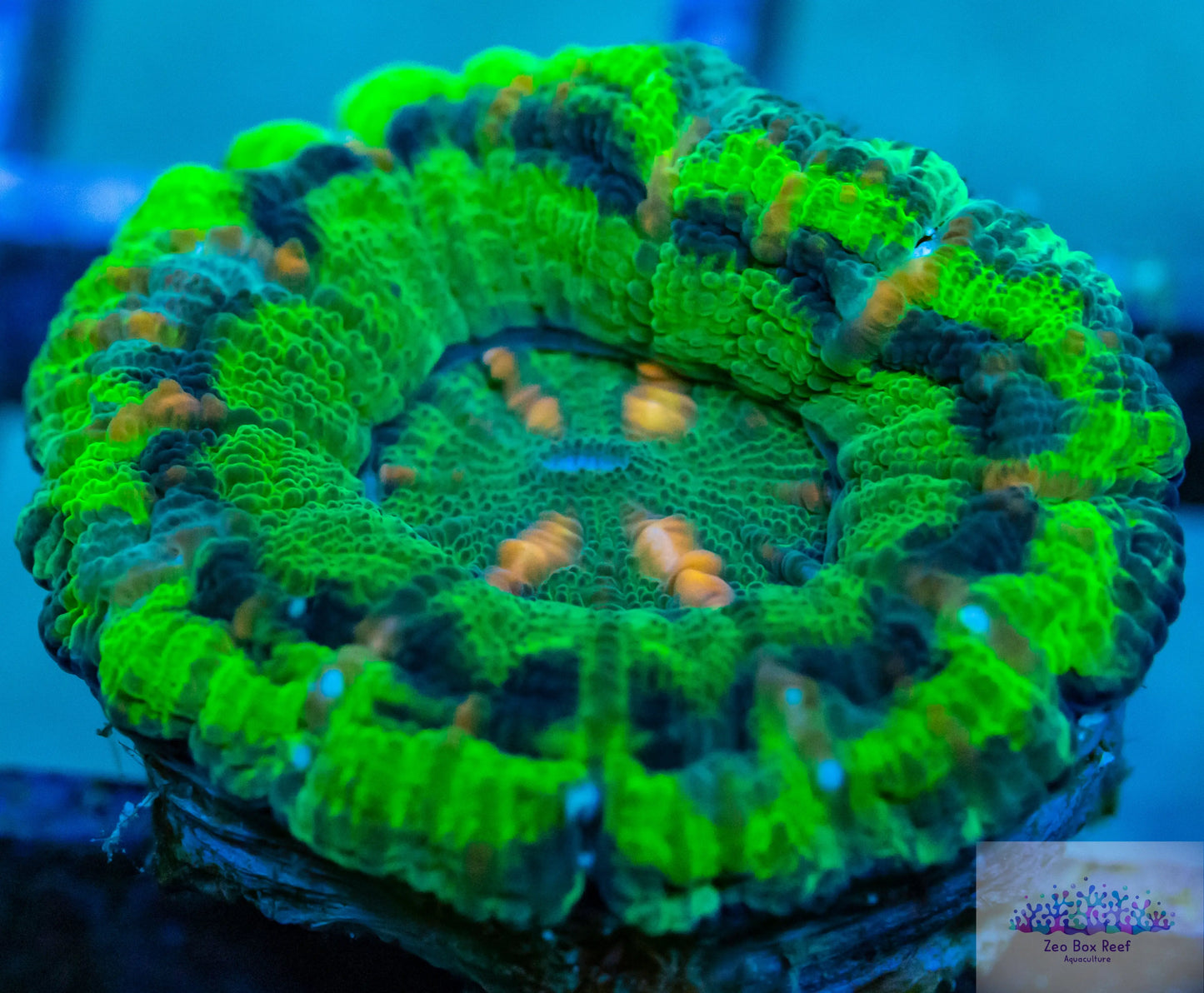 LPS - WA Ultra Green Button Scolymia LPS - WA Ultra Green Button Scolymia LPS LPS - WA Ultra Green Button Scolymia Zeo Box Reef