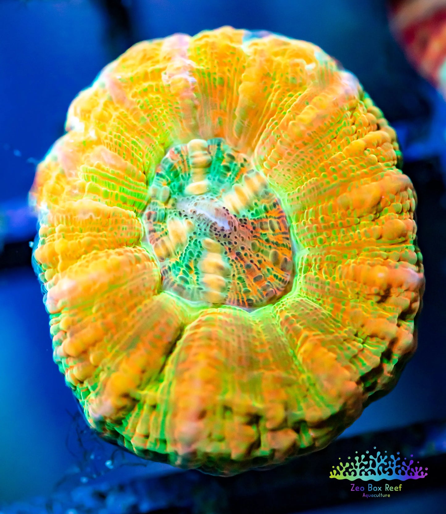 LPS - WA Ultra Orange Button Scolymia LPS - WA Ultra Orange Button Scolymia LPS LPS - WA Ultra Orange Button Scolymia Zeo Box Reef