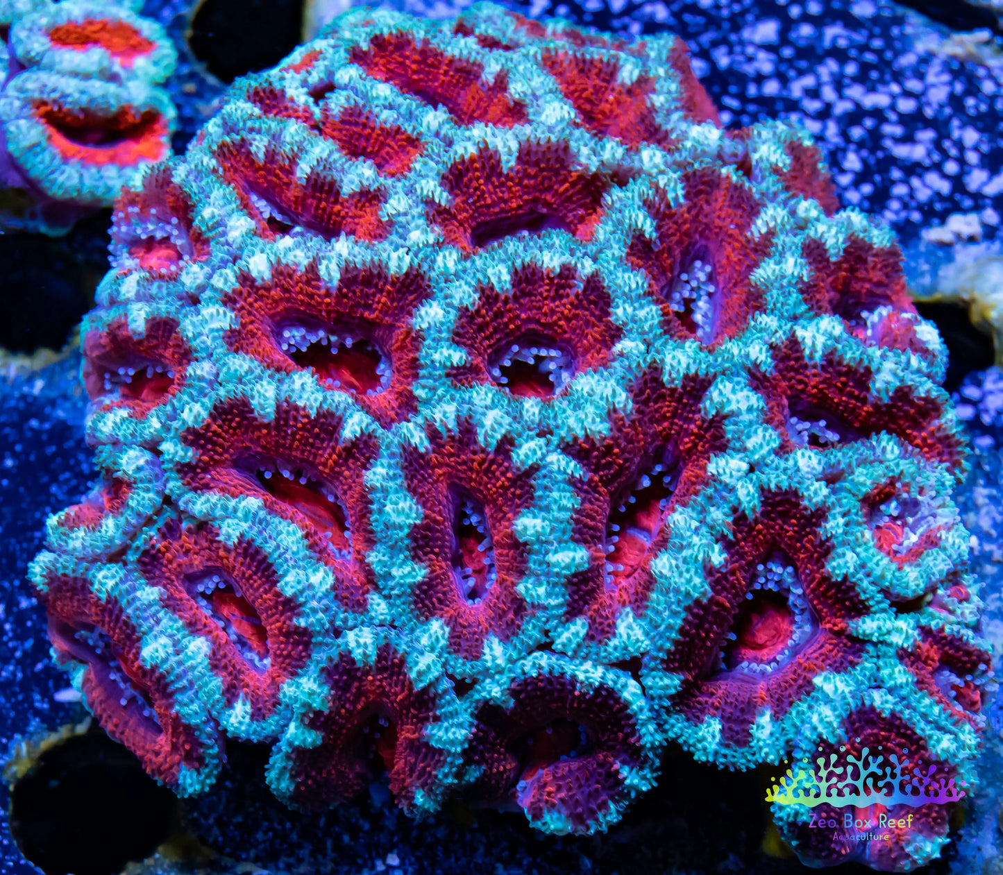 LPS -Acan- Lord- lordhowensis - Acan Colony WYSIWYG 8cm LPS -Acan- Lord- lordhowensis - Acan Colony WYSIWYG 8cm LPS LPS -Acan- Lord- lordhowensis - Acan Colony WYSIWYG 8cm Zeo Box Reef