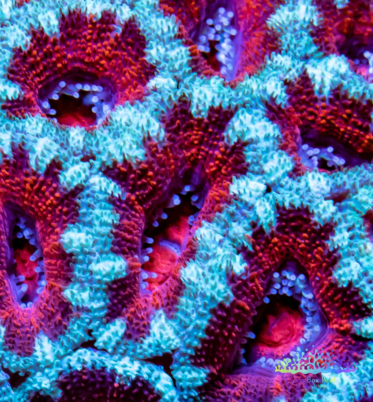 LPS -Acan- Lord- lordhowensis - Acan Colony WYSIWYG 8cm LPS -Acan- Lord- lordhowensis - Acan Colony WYSIWYG 8cm LPS LPS -Acan- Lord- lordhowensis - Acan Colony WYSIWYG 8cm Zeo Box Reef
