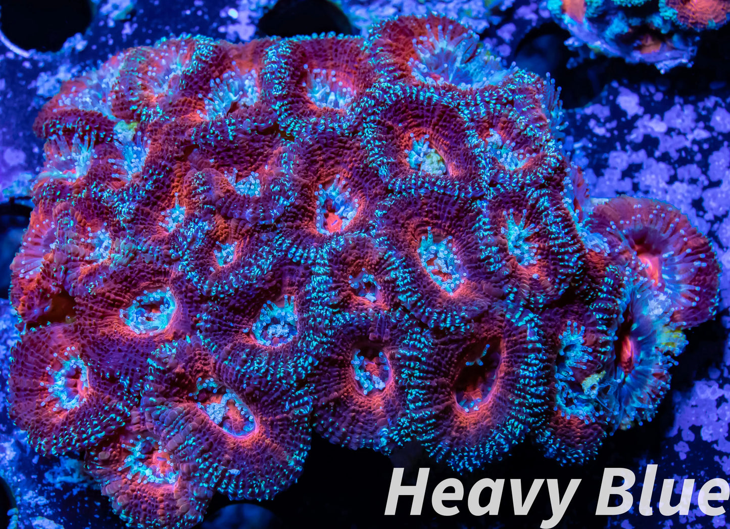 LPS -Acan- Lord- lordhowensis - Ultra Acan Colony WYSIWYG 6cm LPS -Acan- Lord- lordhowensis - Ultra Acan Colony WYSIWYG 6cm LPS LPS -Acan- Lord- lordhowensis - Ultra Acan Colony WYSIWYG 6cm Zeo Box Reef