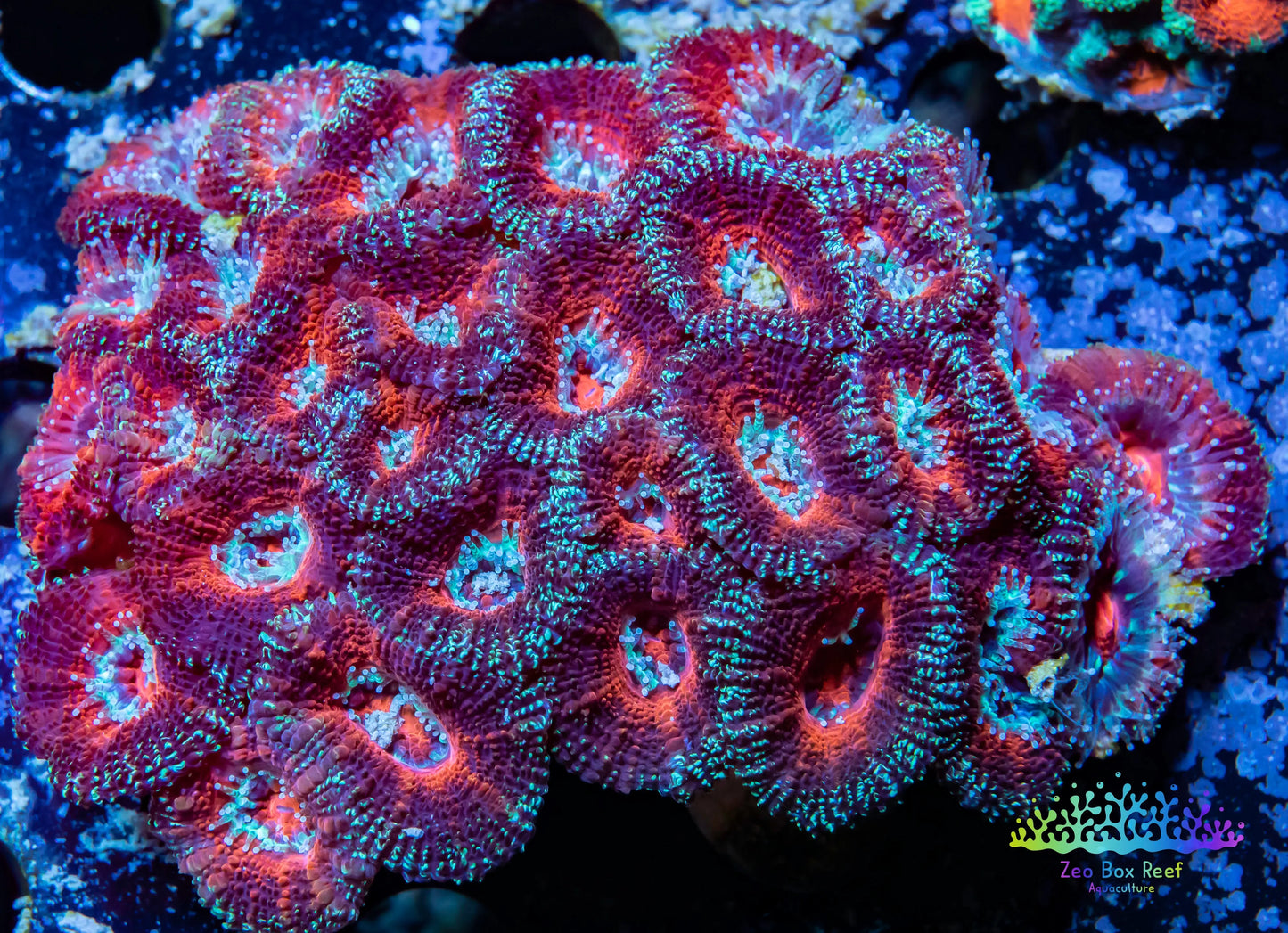 LPS -Acan- Lord- lordhowensis - Ultra Acan Colony WYSIWYG 6cm LPS -Acan- Lord- lordhowensis - Ultra Acan Colony WYSIWYG 6cm LPS LPS -Acan- Lord- lordhowensis - Ultra Acan Colony WYSIWYG 6cm Zeo Box Reef