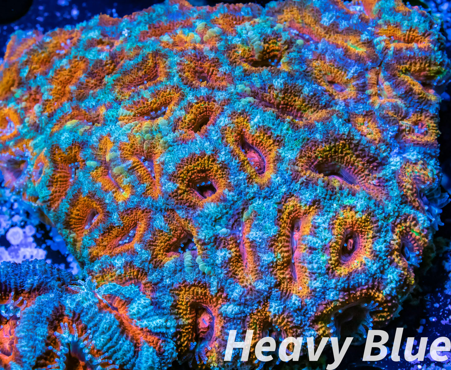 LPS -Acan- Lord- lordhowensis - Ultra Acan Colony WYSIWYG 8cm LPS -Acan- Lord- lordhowensis - Ultra Acan Colony WYSIWYG 8cm LPS LPS -Acan- Lord- lordhowensis - Ultra Acan Colony WYSIWYG 8cm Zeo Box Reef