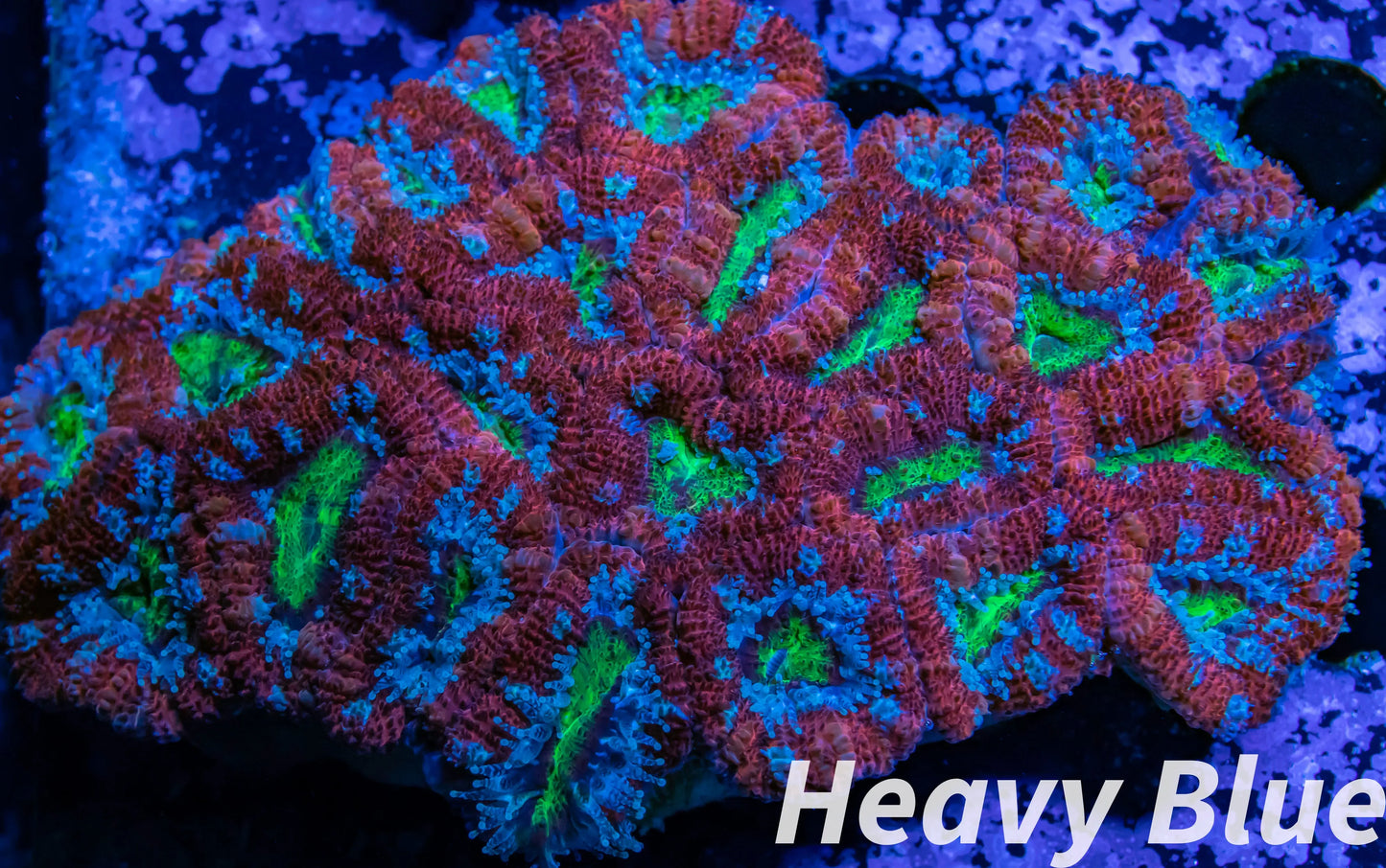 LPS -Acan- Lord- lordhowensis - Ultra Acan Colony WYSIWYG 8cm LPS -Acan- Lord- lordhowensis - Ultra Acan Colony WYSIWYG 8cm LPS LPS -Acan- Lord- lordhowensis - Ultra Acan Colony WYSIWYG 8cm Zeo Box Reef