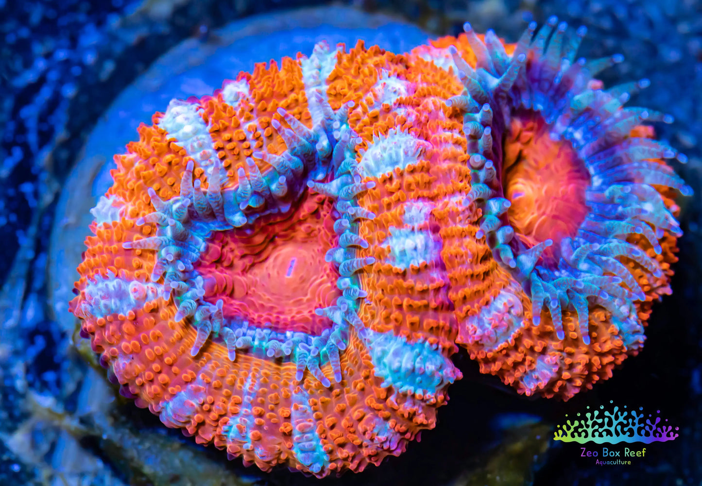 LPS -Acan- Lord- lordhowensis - Ultra Acan Frag WYSIWYG LPS -Acan- Lord- lordhowensis - Ultra Acan Frag WYSIWYG LPS LPS -Acan- Lord- lordhowensis - Ultra Acan Frag WYSIWYG Zeo Box Reef