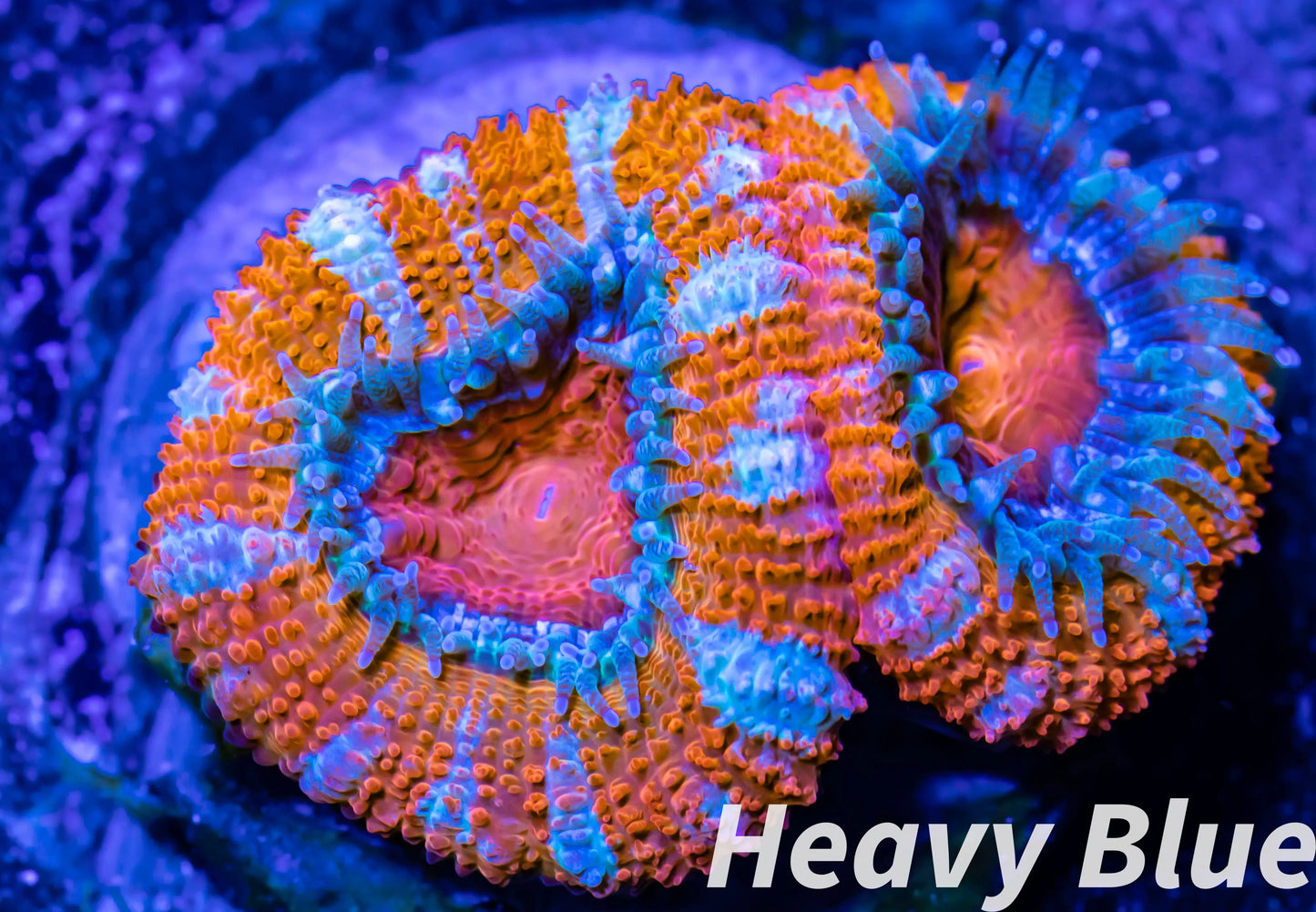 LPS -Acan- Lord- lordhowensis - Ultra Acan Frag WYSIWYG LPS -Acan- Lord- lordhowensis - Ultra Acan Frag WYSIWYG LPS LPS -Acan- Lord- lordhowensis - Ultra Acan Frag WYSIWYG Zeo Box Reef