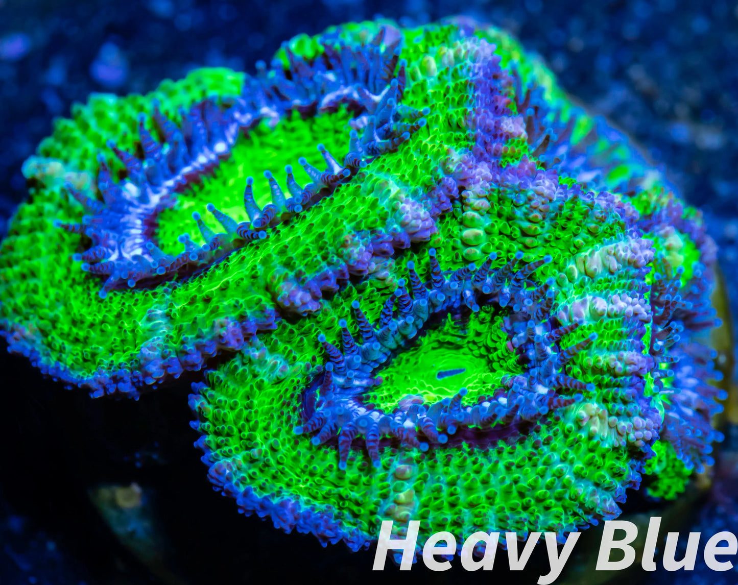 LPS -Acan- Lord- lordhowensis - Ultra Acan Frag WYSIWYG LPS -Acan- Lord- lordhowensis - Ultra Acan Frag WYSIWYG LPS LPS -Acan- Lord- lordhowensis - Ultra Acan Frag WYSIWYG Zeo Box Reef