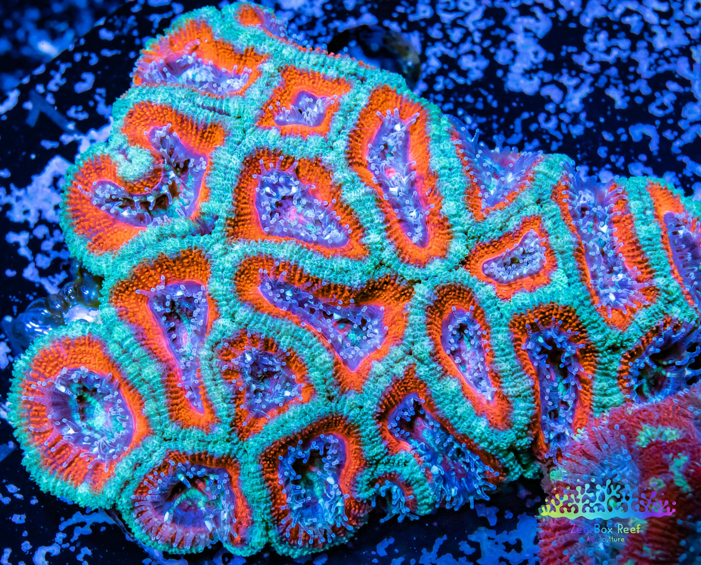 LPS -Acan- Lord- lordhowensis - Ultra Acan WYSIWYG 6cm LPS -Acan- Lord- lordhowensis - Ultra Acan WYSIWYG 6cm LPS LPS -Acan- Lord- lordhowensis - Ultra Acan WYSIWYG 6cm Zeo Box Reef