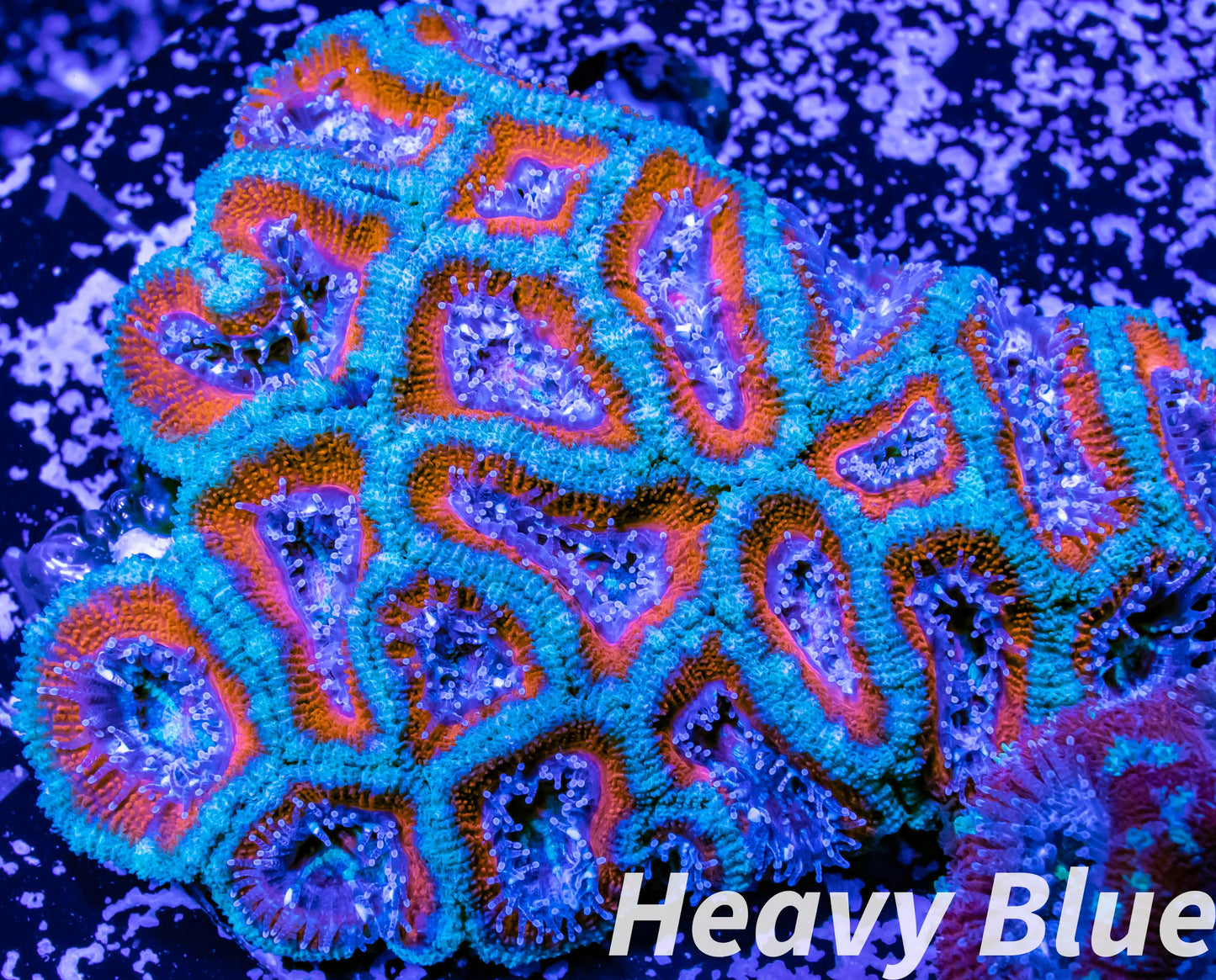 LPS -Acan- Lord- lordhowensis - Ultra Acan WYSIWYG 6cm LPS -Acan- Lord- lordhowensis - Ultra Acan WYSIWYG 6cm LPS LPS -Acan- Lord- lordhowensis - Ultra Acan WYSIWYG 6cm Zeo Box Reef