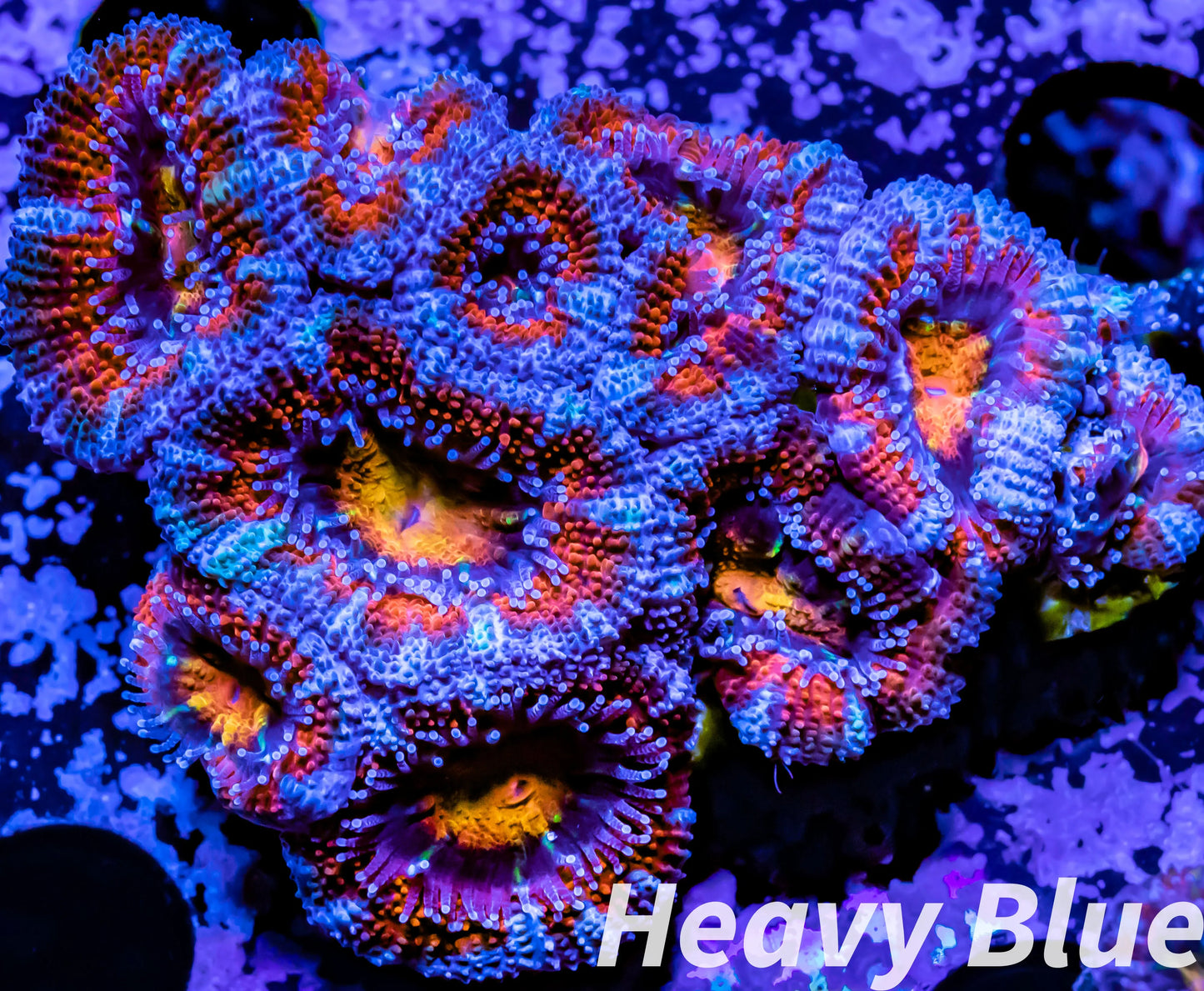 LPS -Acan- Lord- lordhowensis - Ultra Rainbow Acan Colony WYSIWYG 5cm LPS -Acan- Lord- lordhowensis - Ultra Rainbow Acan Colony WYSIWYG 5cm LPS LPS -Acan- Lord- lordhowensis - Ultra Rainbow Acan Colony WYSIWYG 5cm Zeo Box Reef